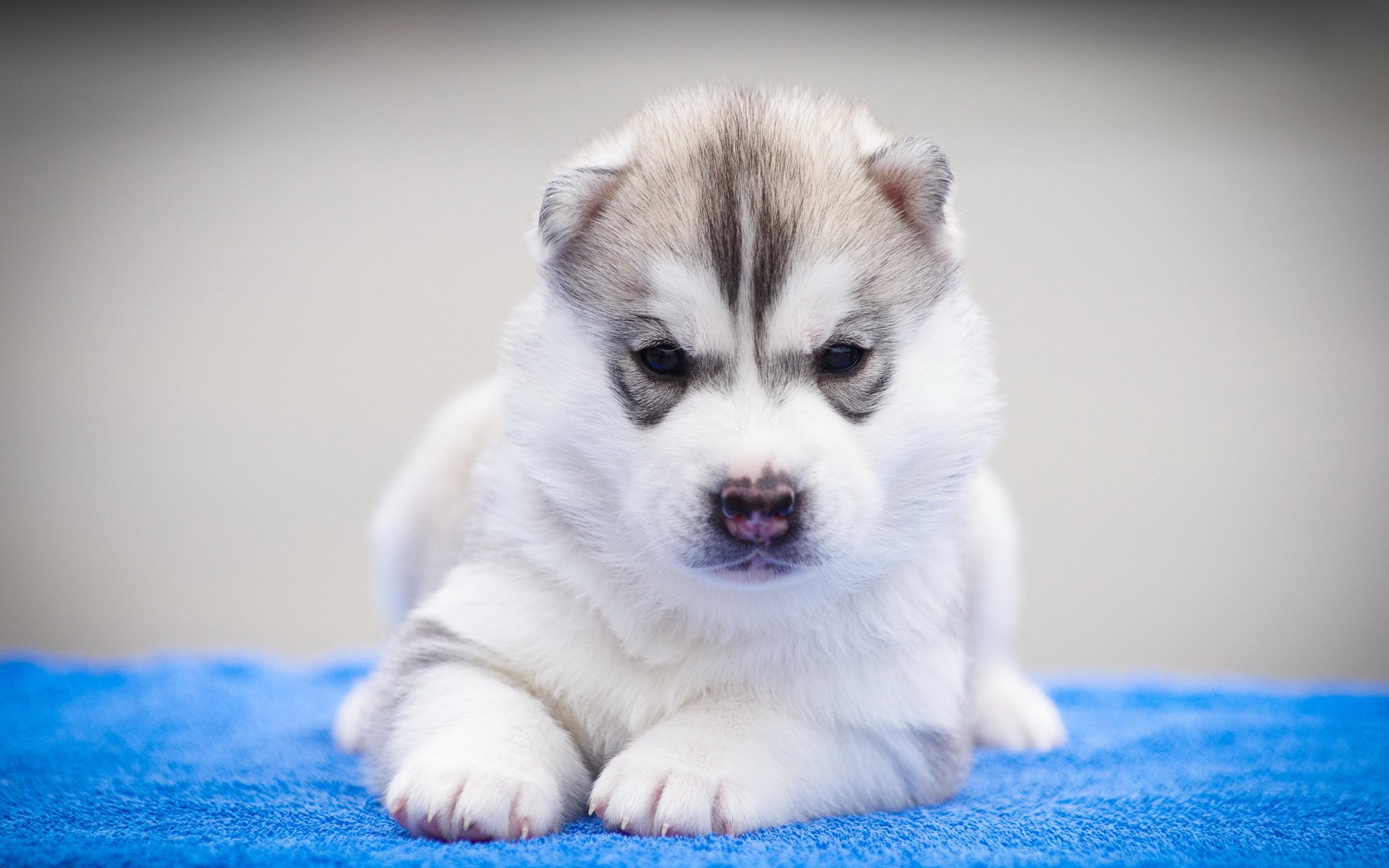 perro mirada amigo cachorro