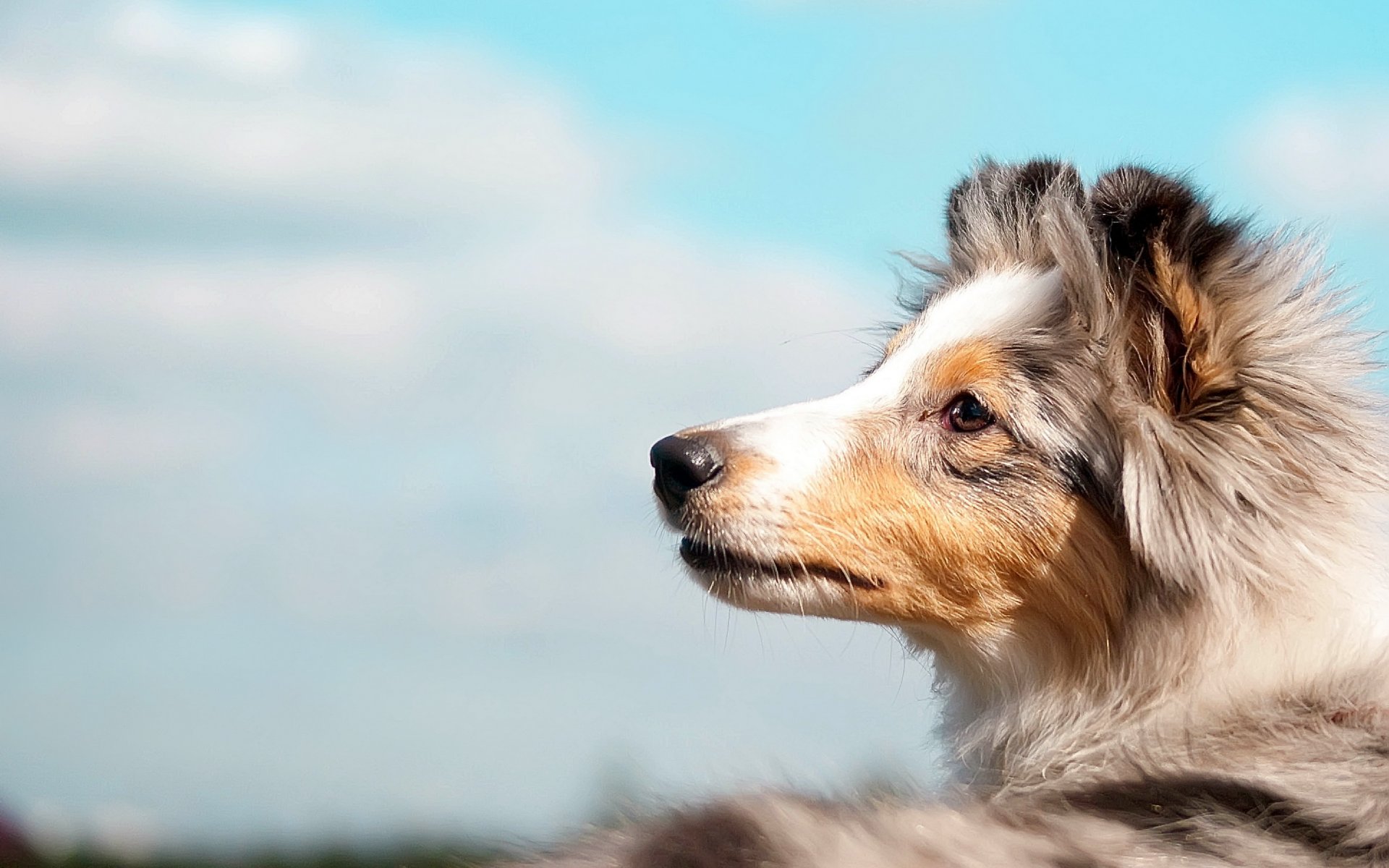 cane cielo amico