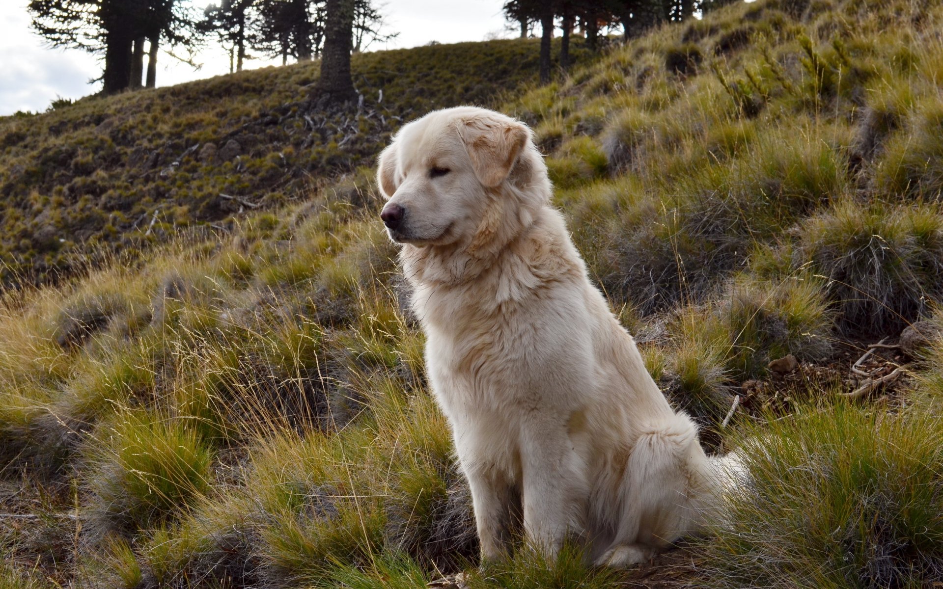 perro amigo naturaleza