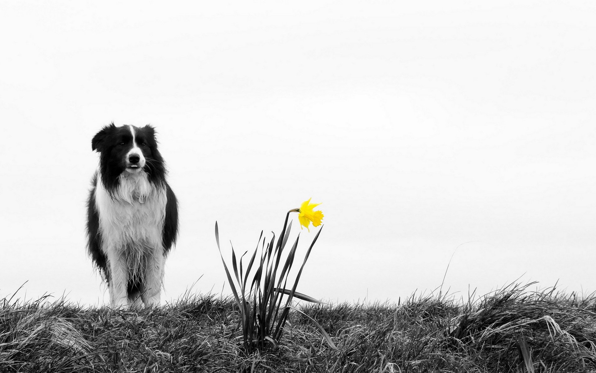 dog flower nature