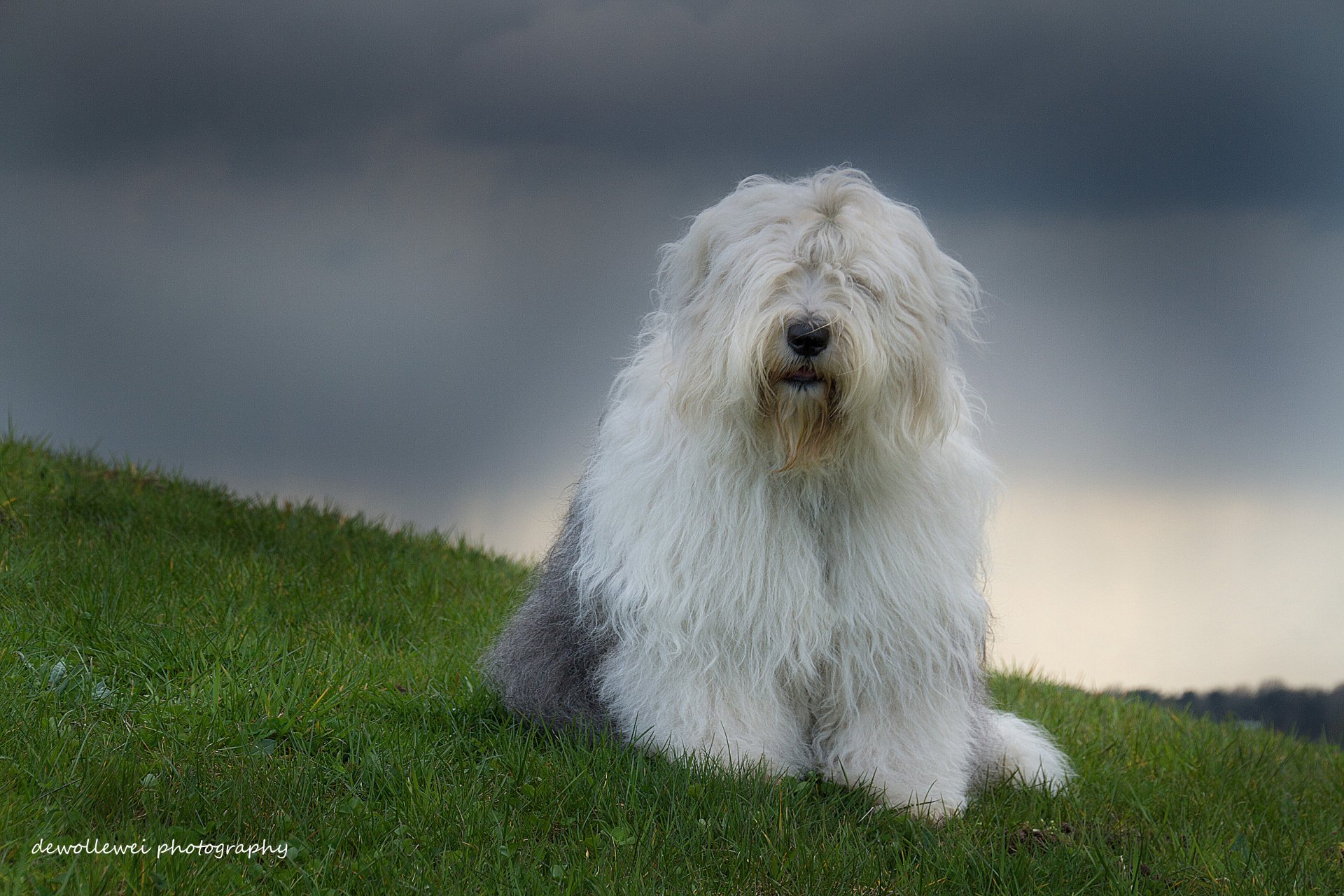 bobtail vieux chien de berger anglais chien sophie photographie dewollewei