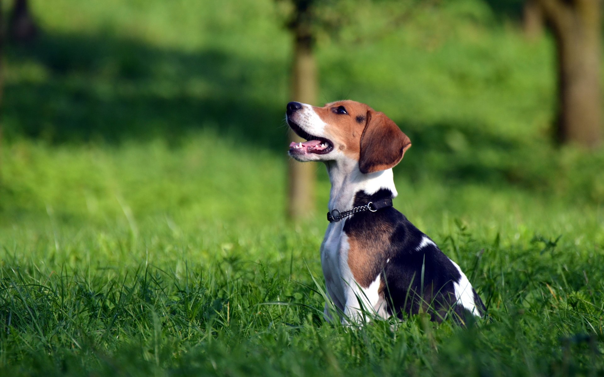 chien beagle champ