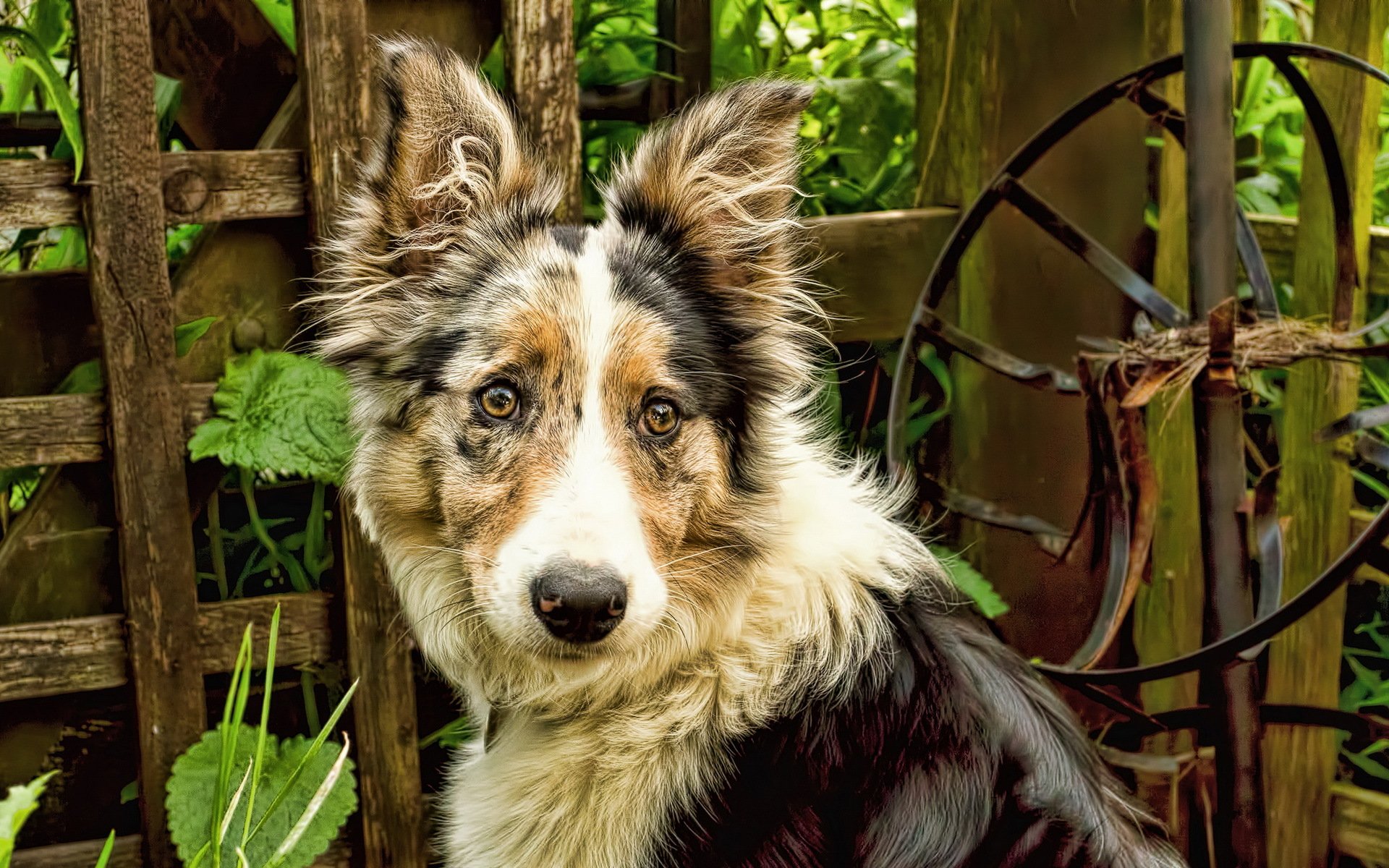 chien regard ami