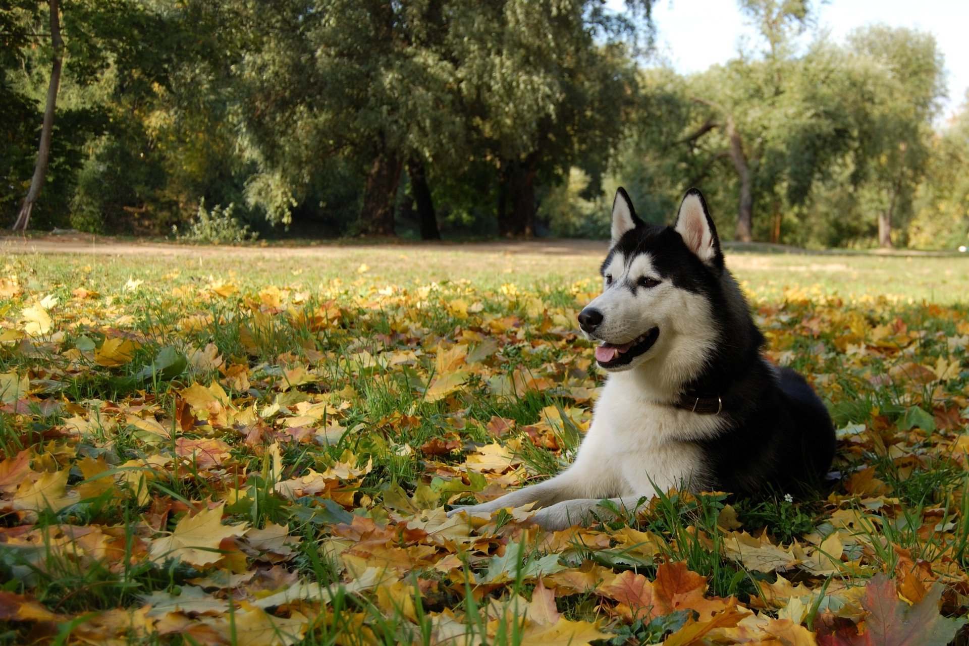 pies husky malamut liście