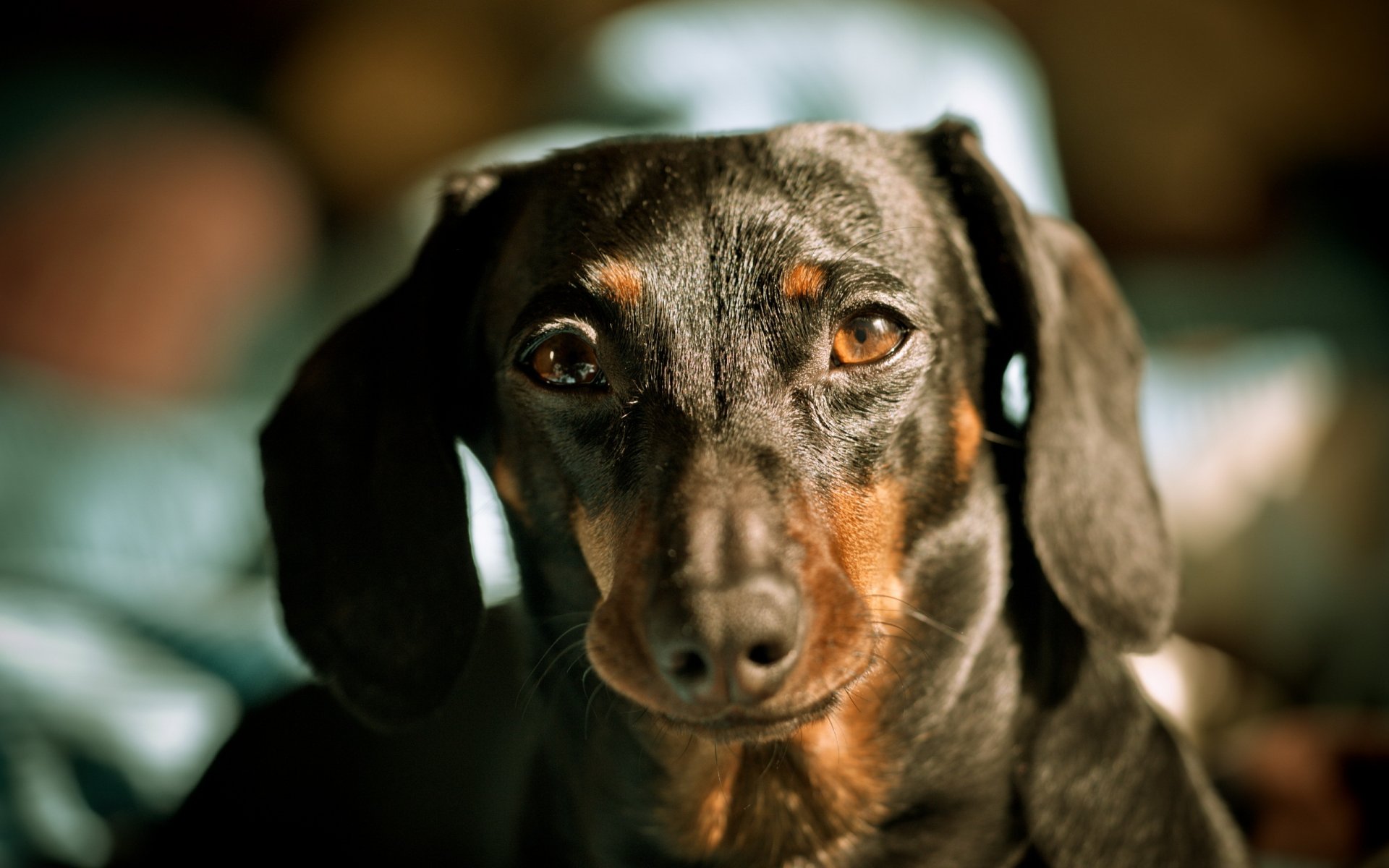 perro dachshund mirada