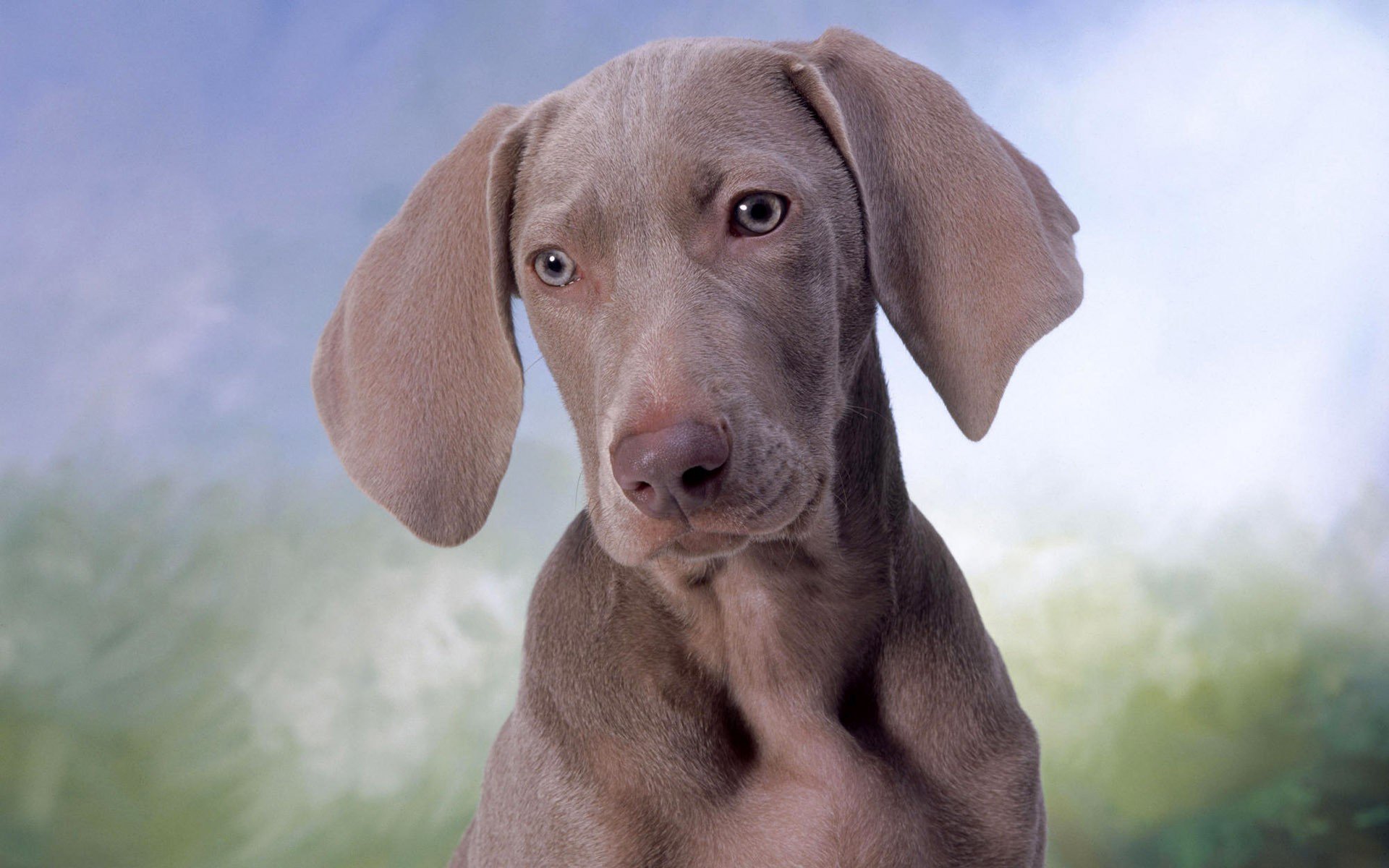 hund hund weimaraner schnauze augen ohren