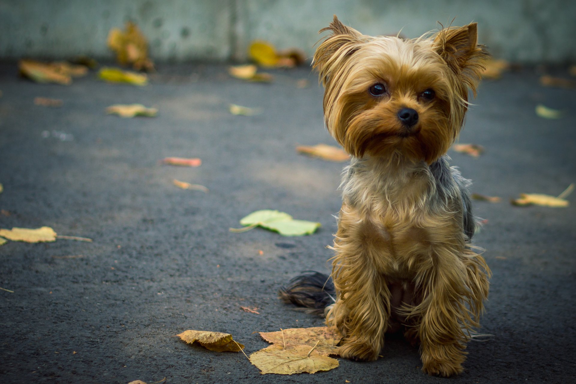 yorkshire terrier leaves asphalt dog doggie