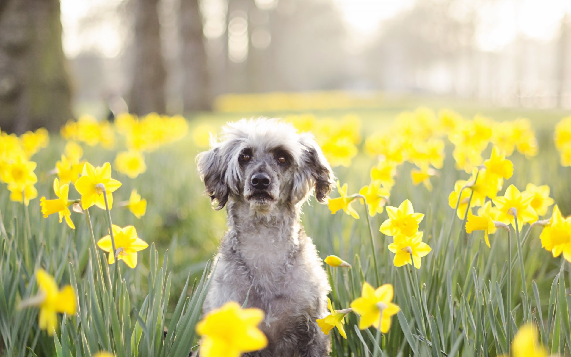 dog view other flower