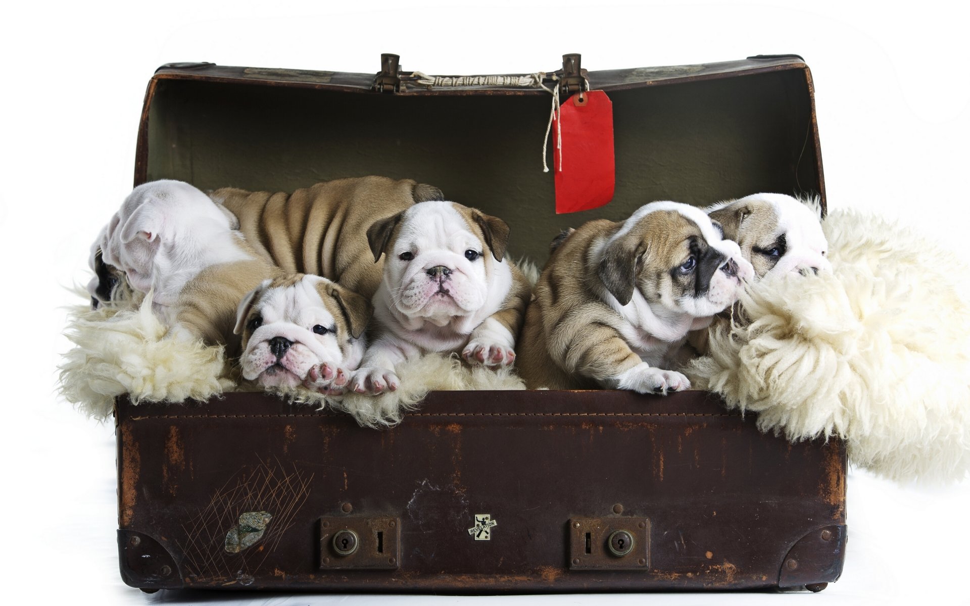 cani cuccioli bulldog inglese bambini valigia