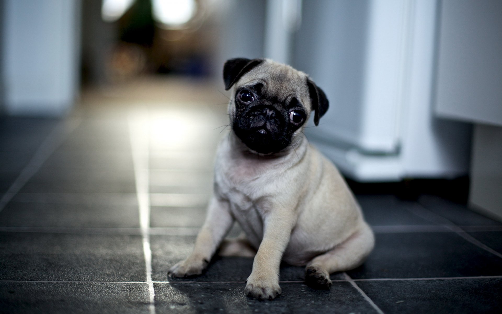 pug puppy other house