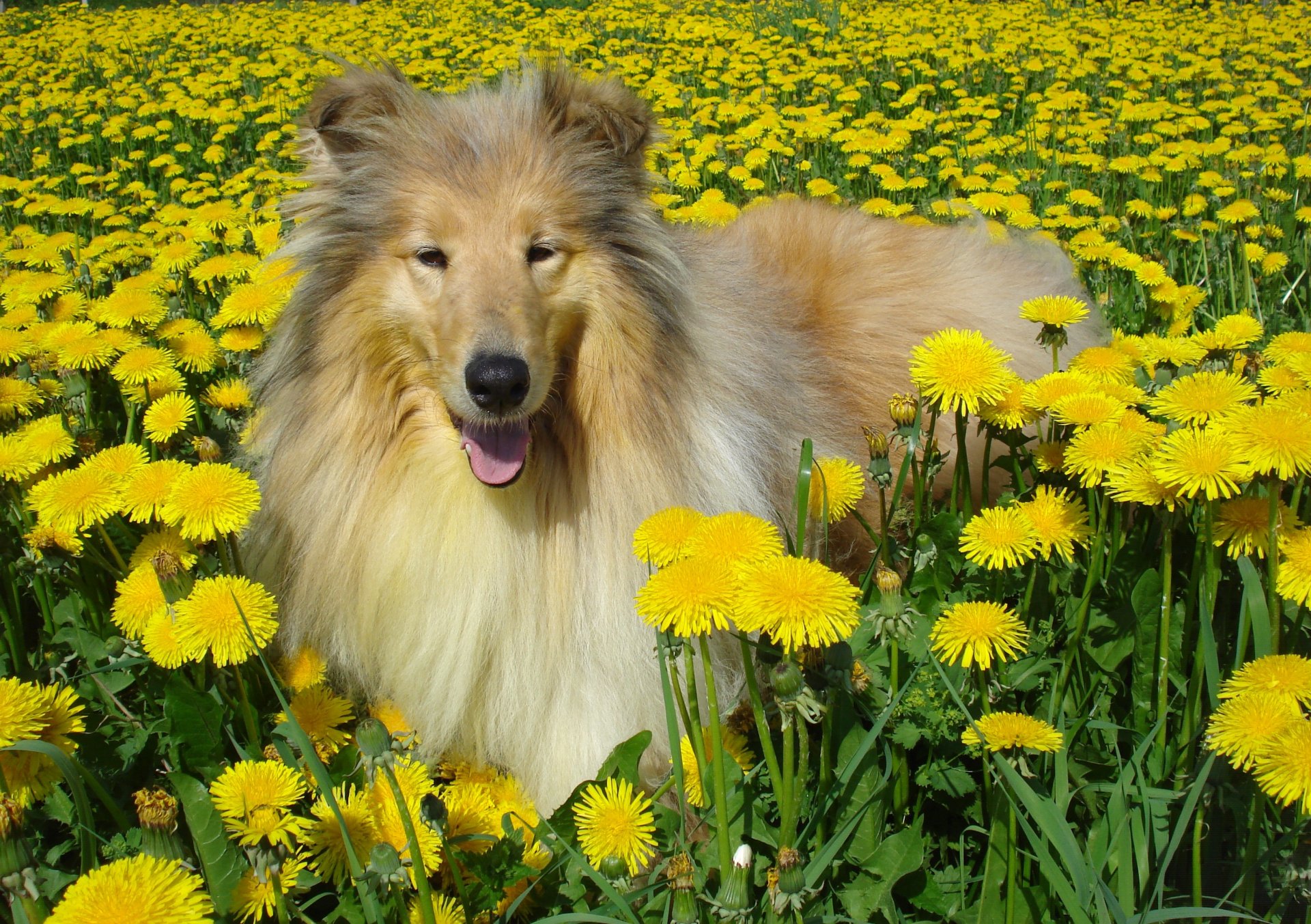 cane collie denti di leone