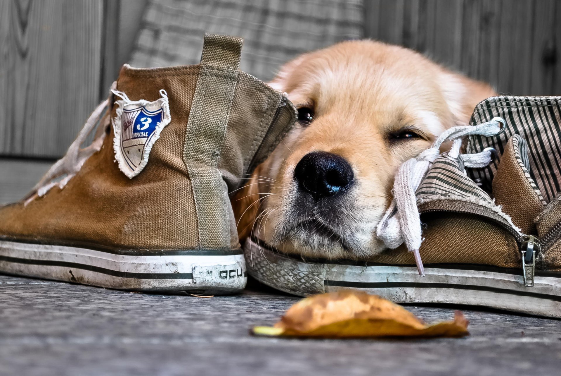 perro zapatillas hocico nariz