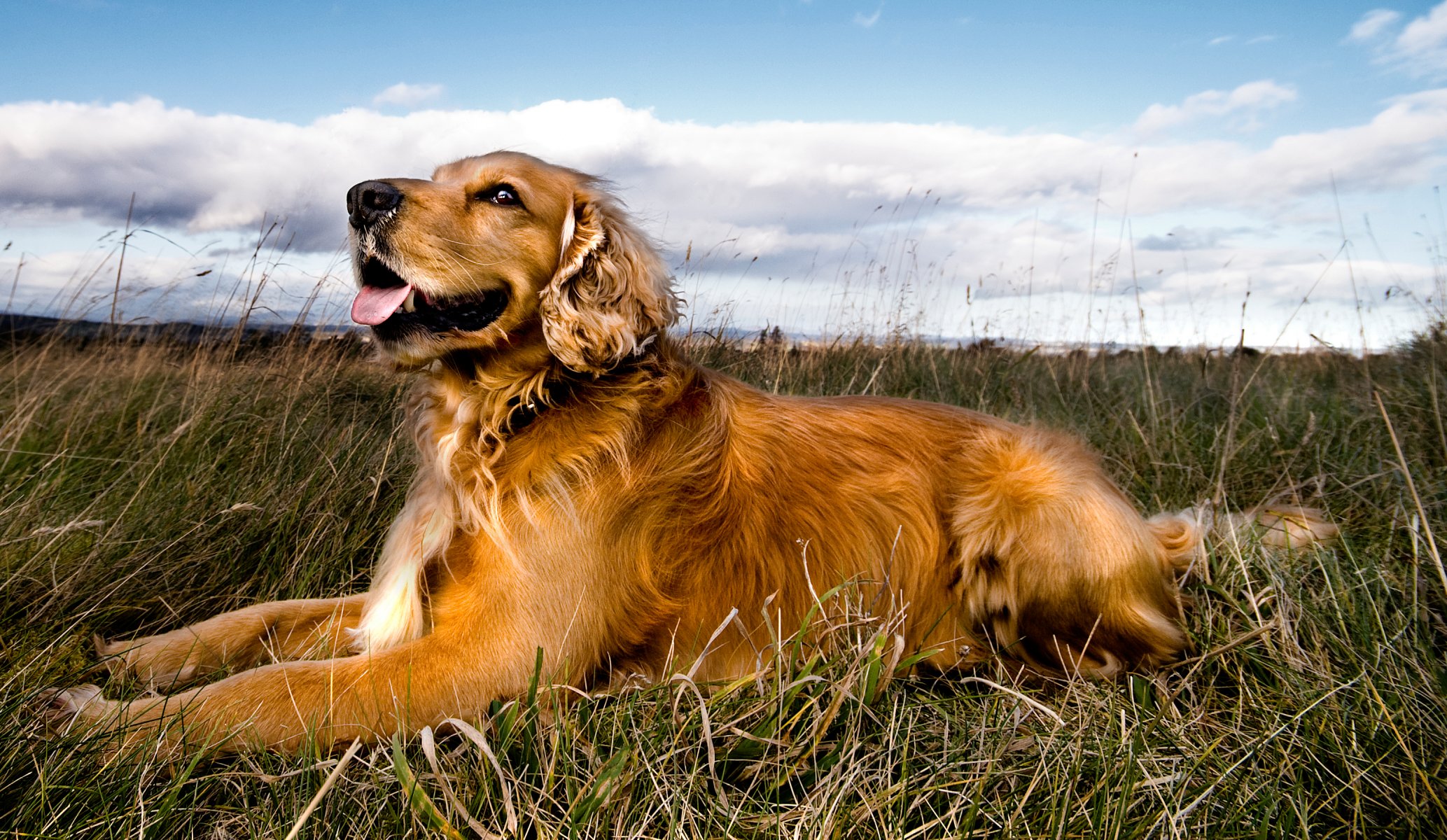 hund feld zunge