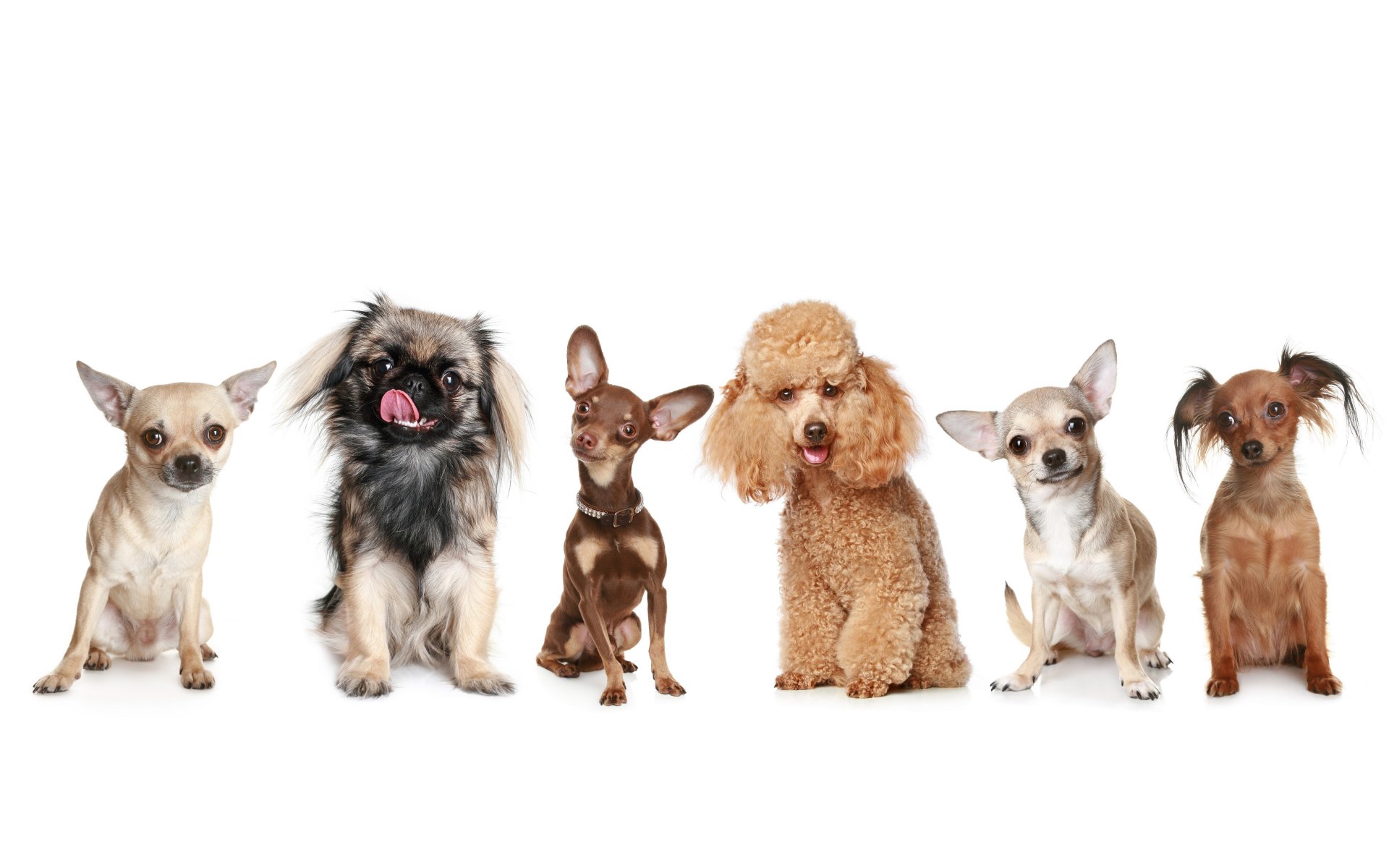 dogs pinscher pekingese poodle chihuahua toy terrier