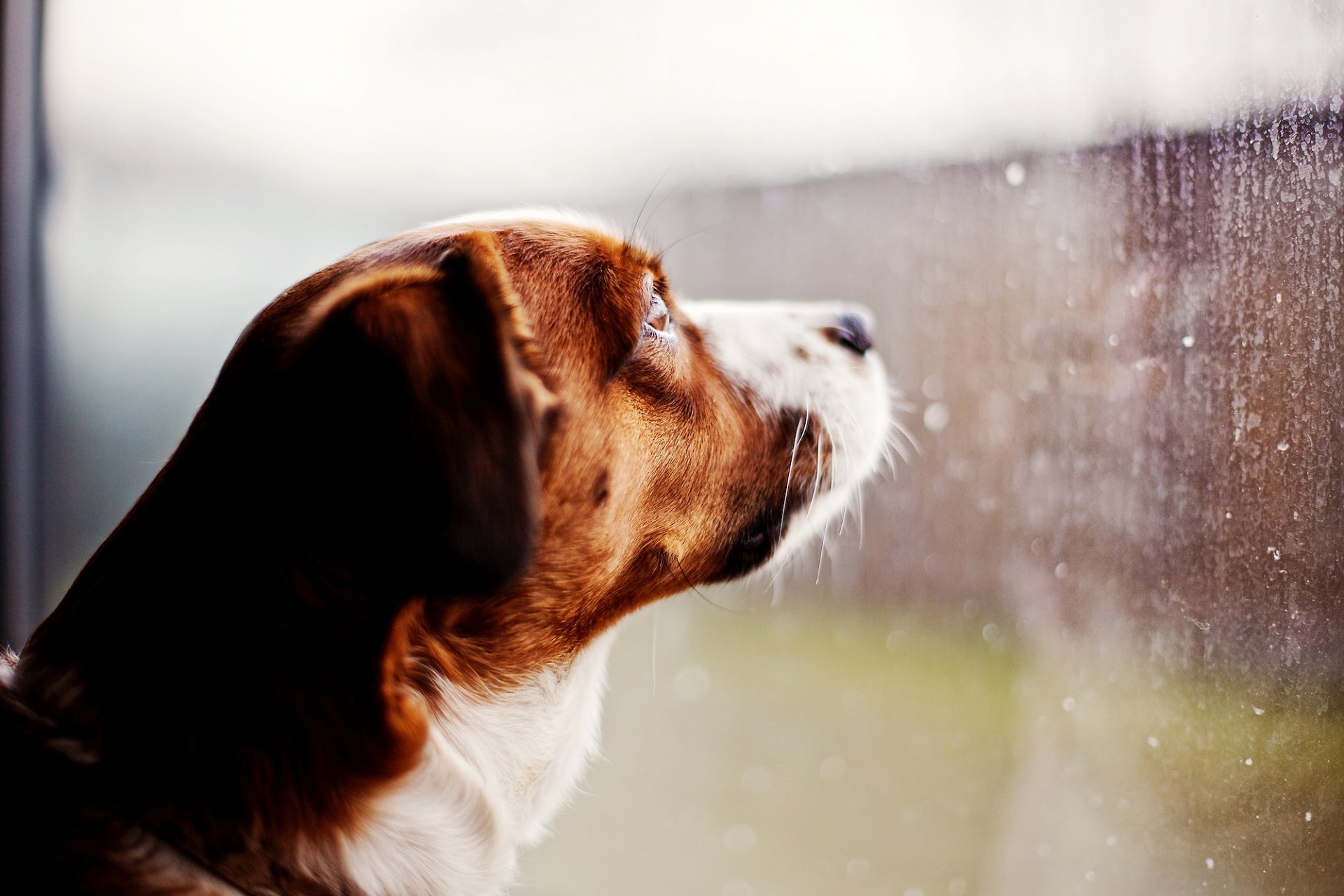 hund schaut fenster regen glas tropfen