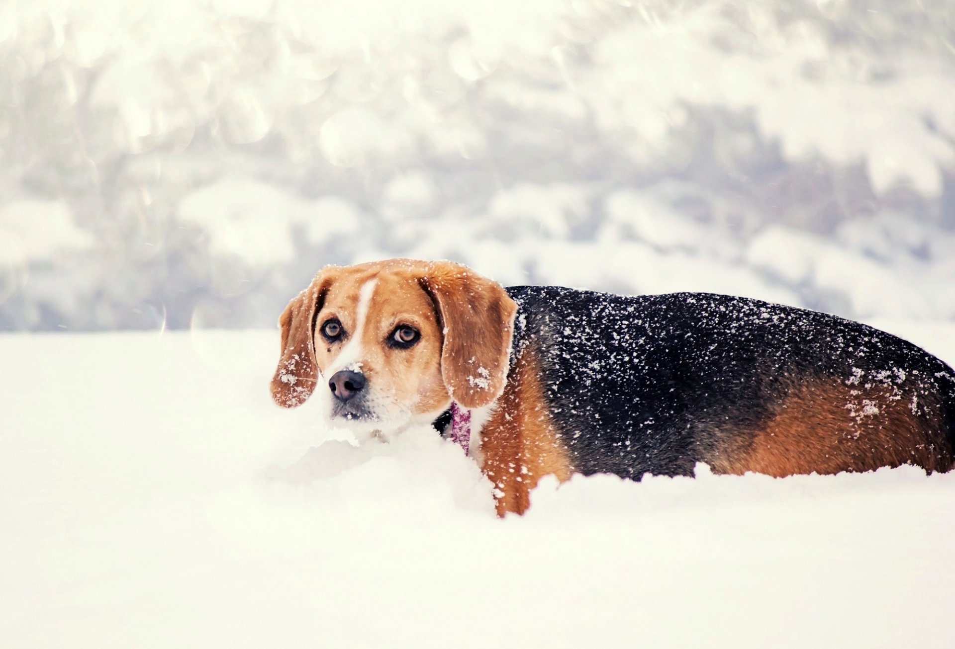 hund blick schnee natur winter