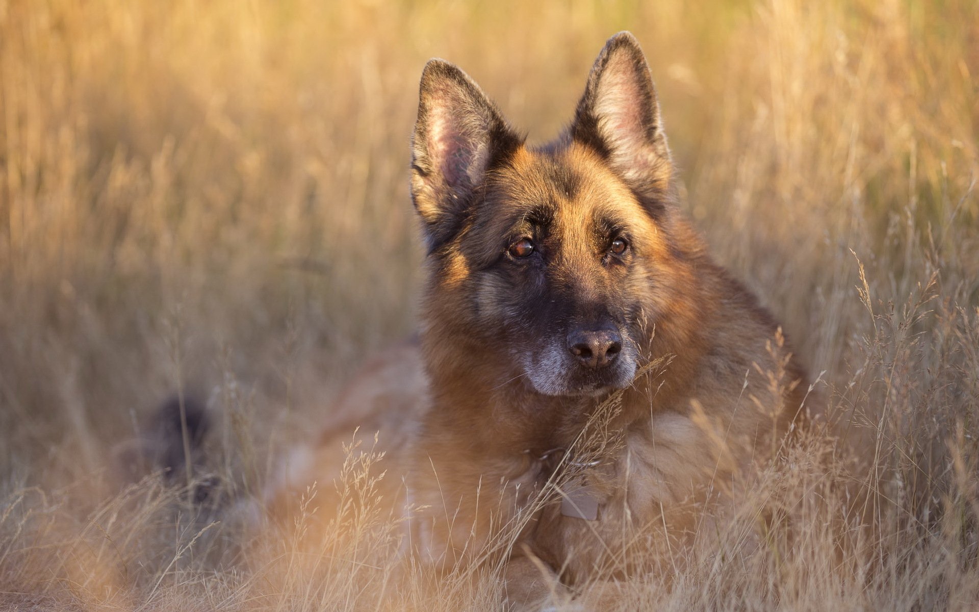 perro mirada amigo verano