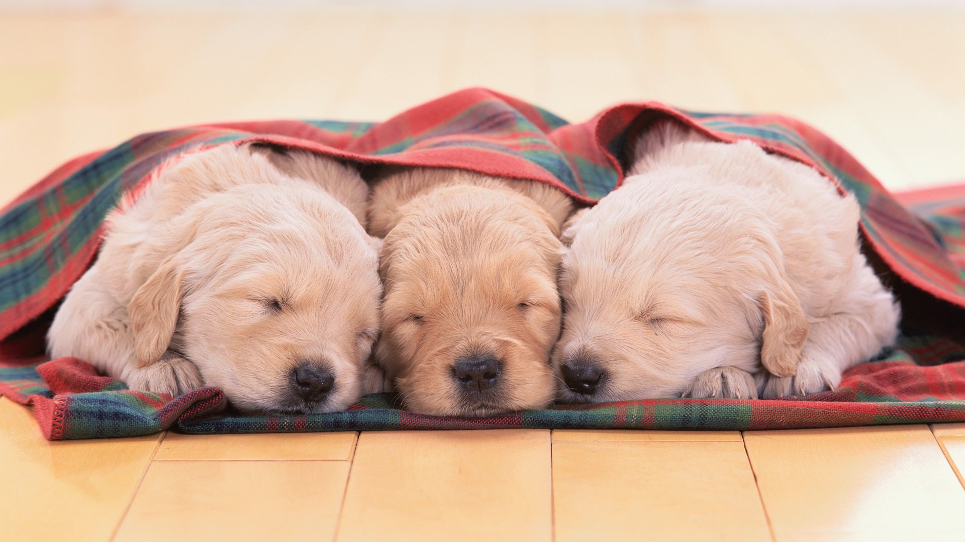 chiots golden retriever