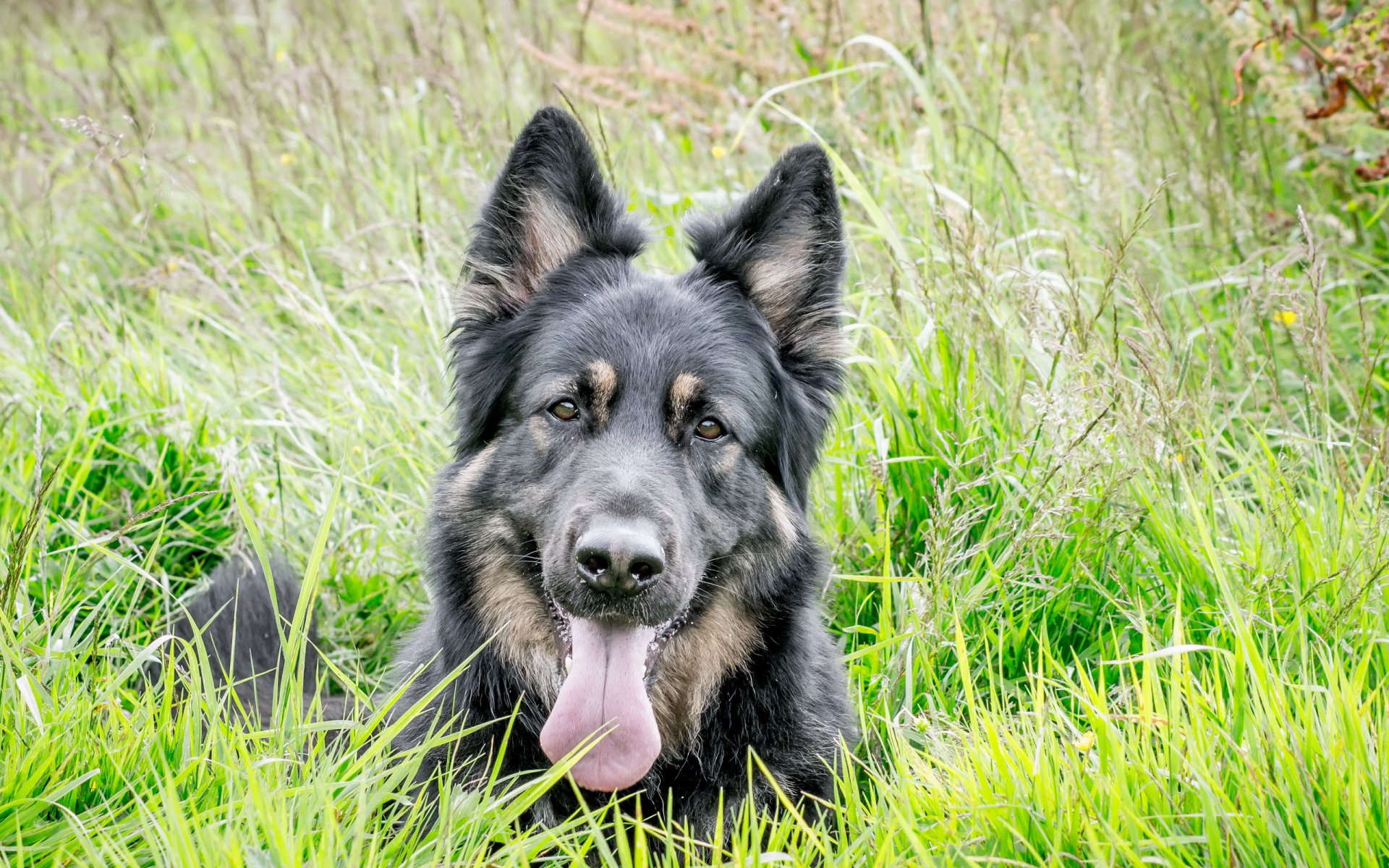 hund blick freund