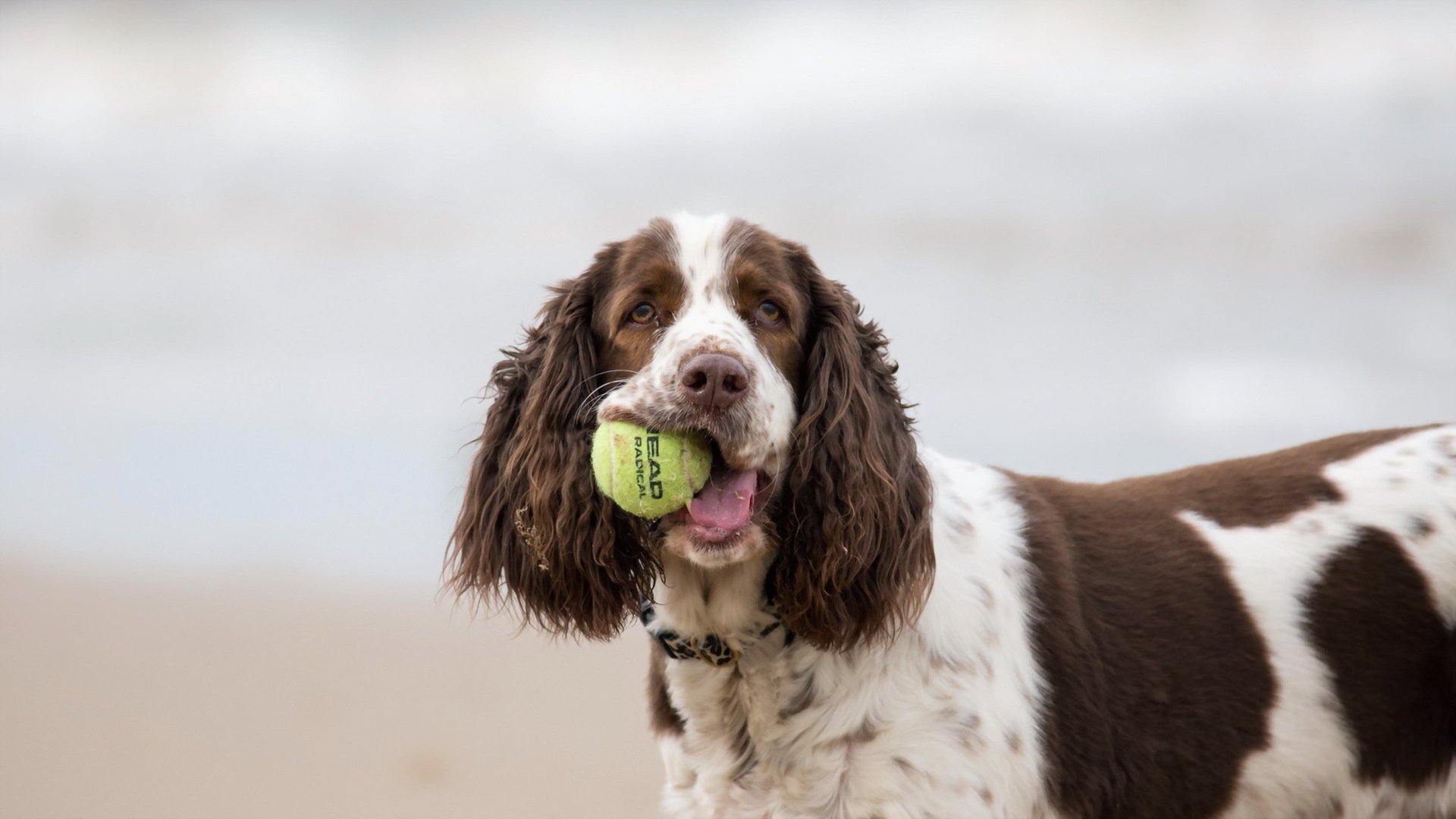 chien vue ami balle