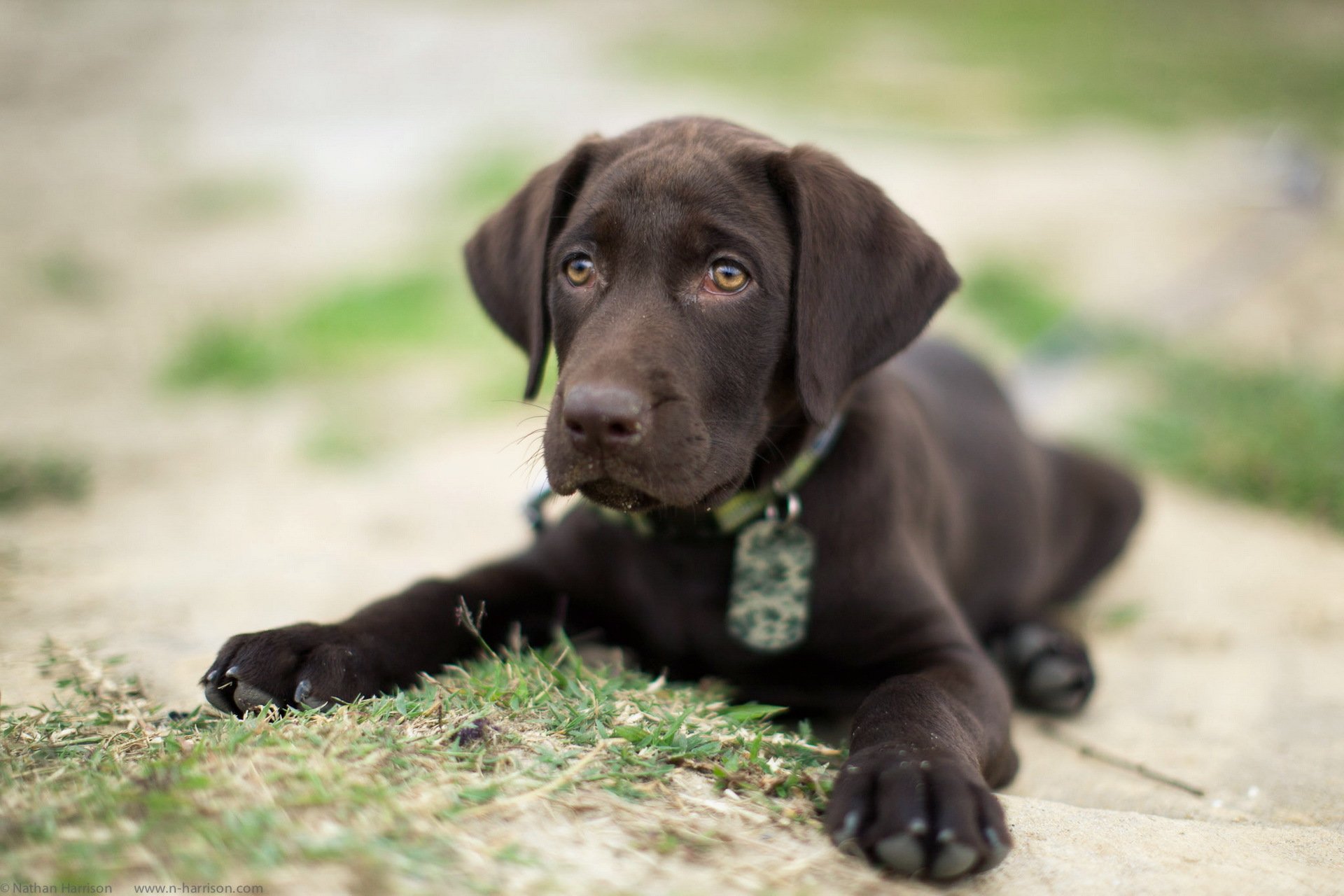 chien regard ami