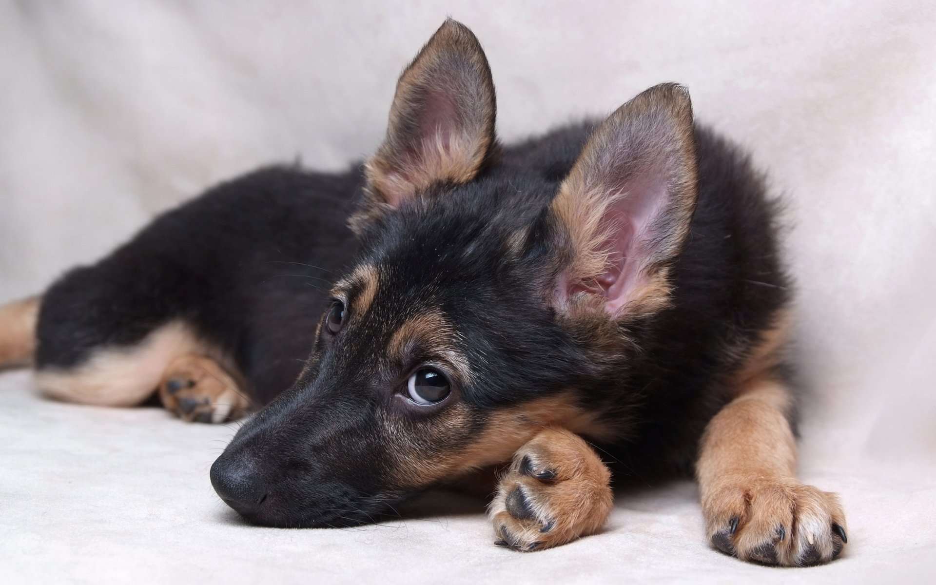 hund blick freund welpe