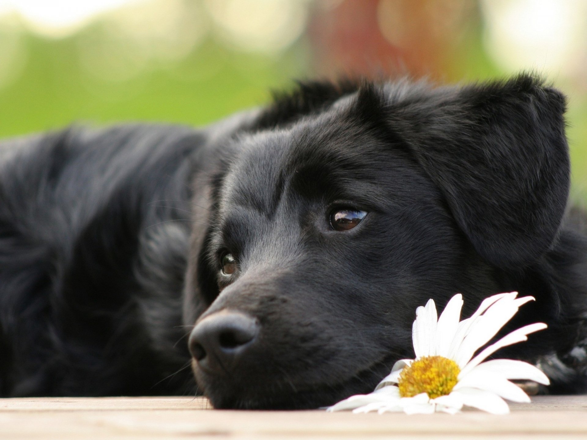 cane fiore occhi