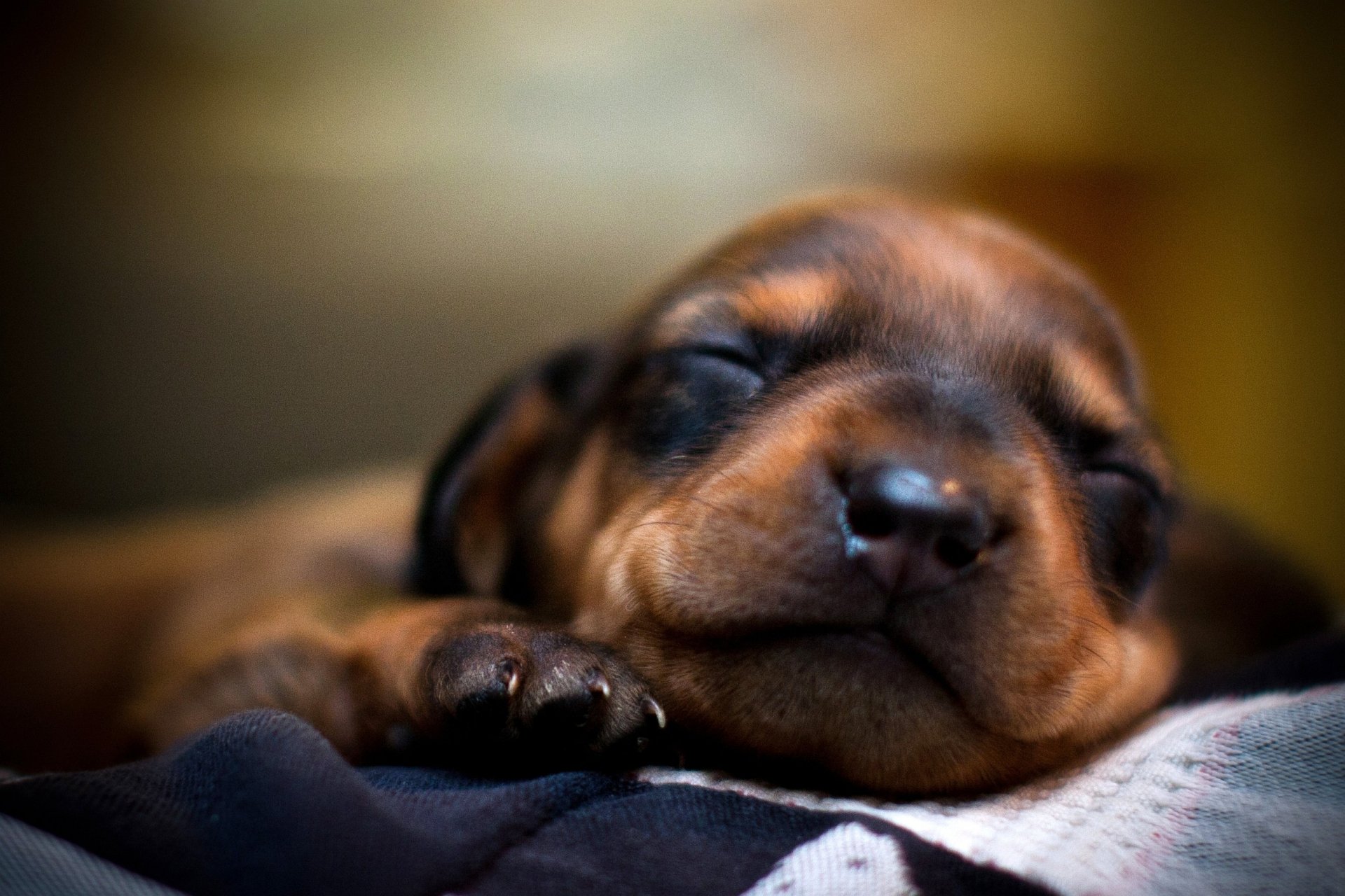 perro perro cachorro hocico durmiendo sueño