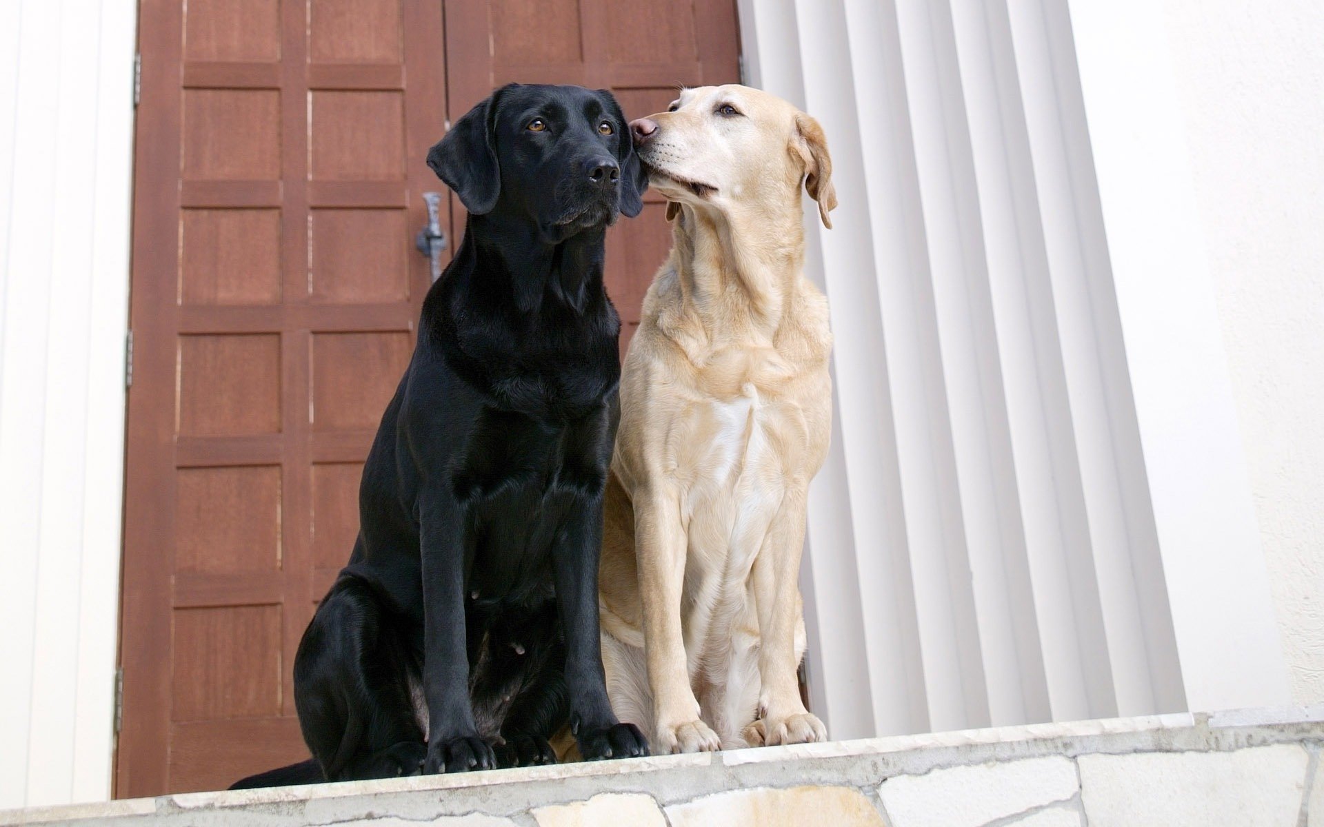 hunde liebe tür