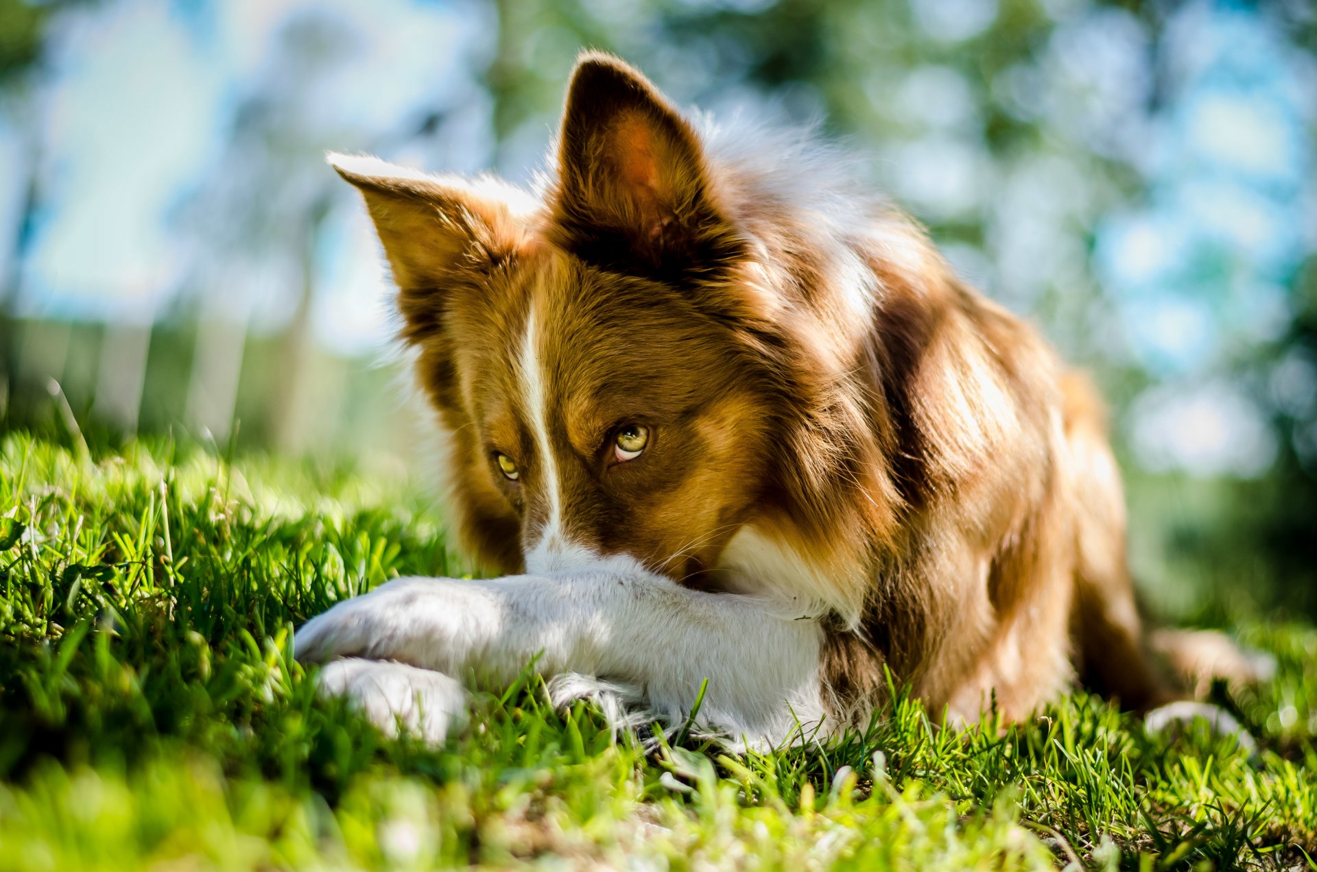 collie border collie perro mentira vista hierba