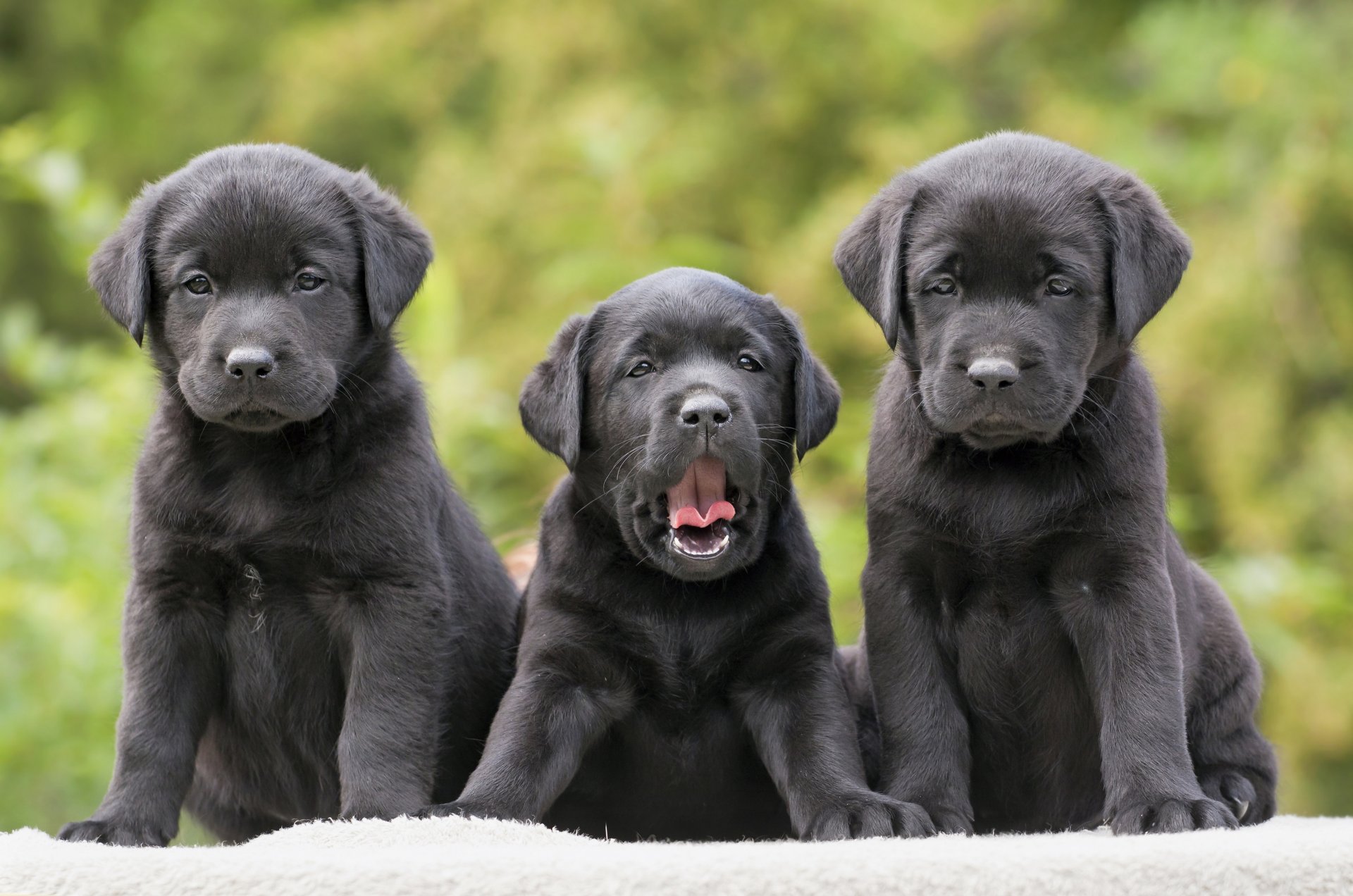 dogs puppies trinity trio