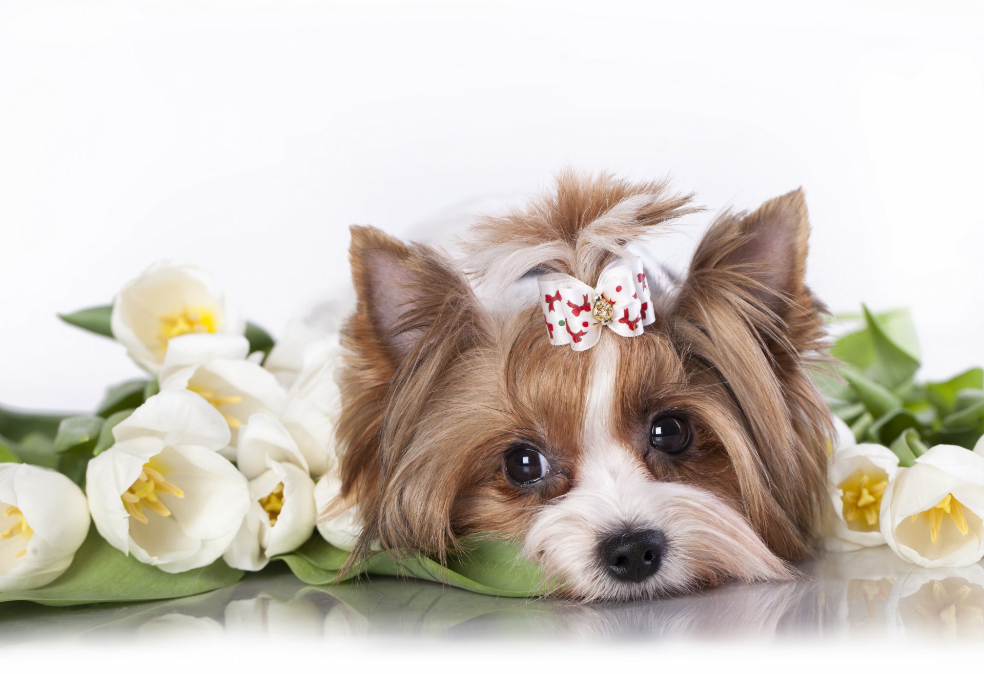 yorkshire terrier perrito tulipanes flores hocico arco