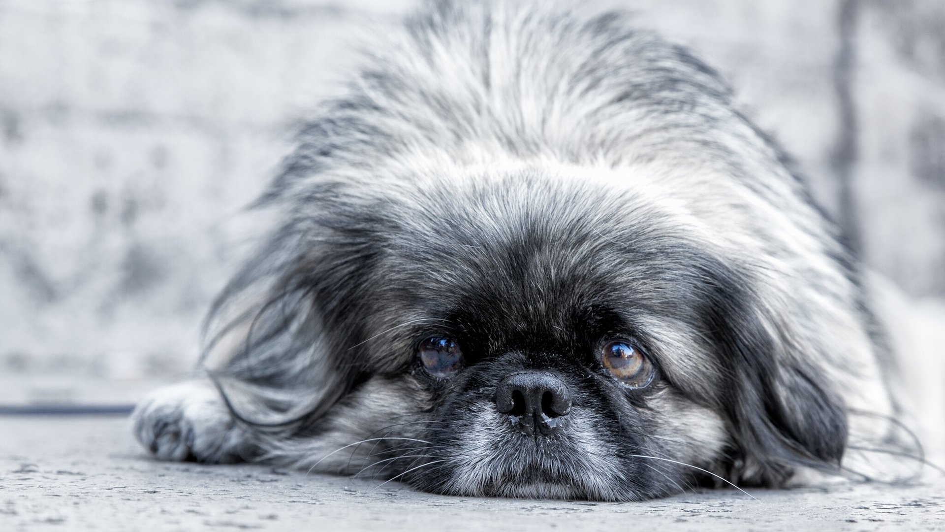 pekingese view muzzle sadne