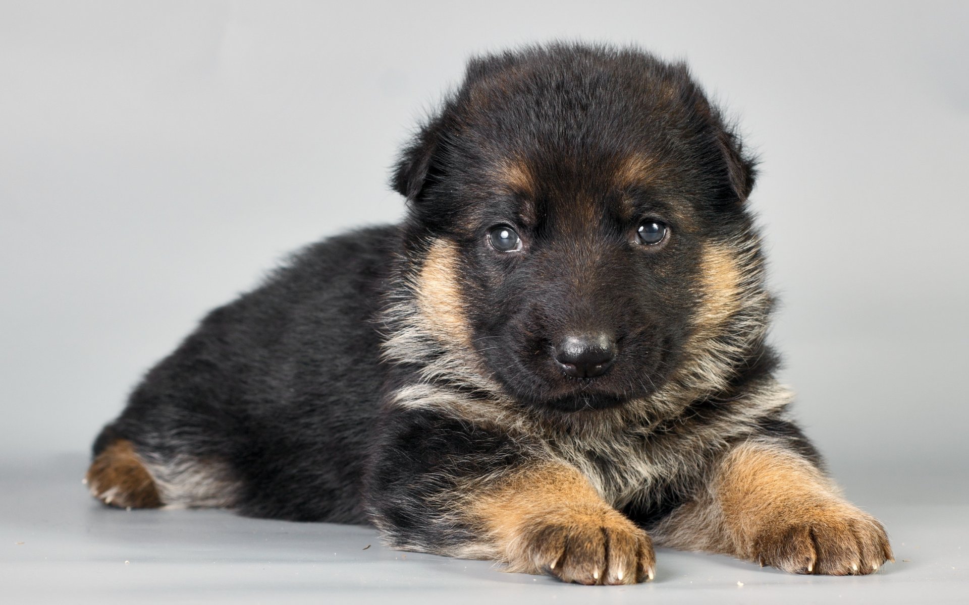 perro cachorro fondo