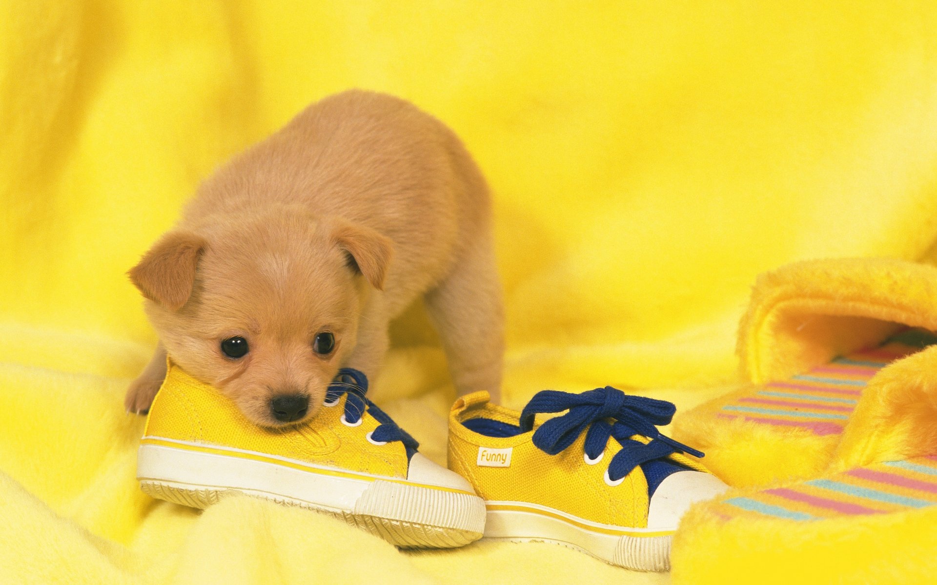 zapatos perro cachorro