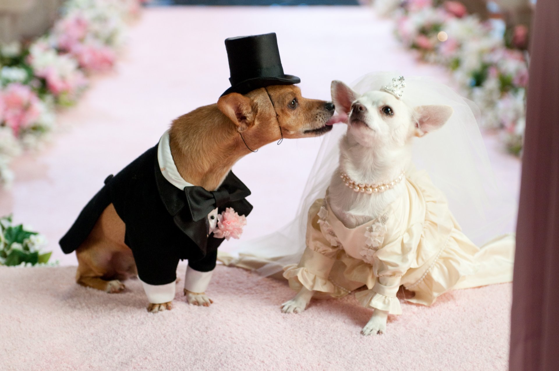 boda perros amor