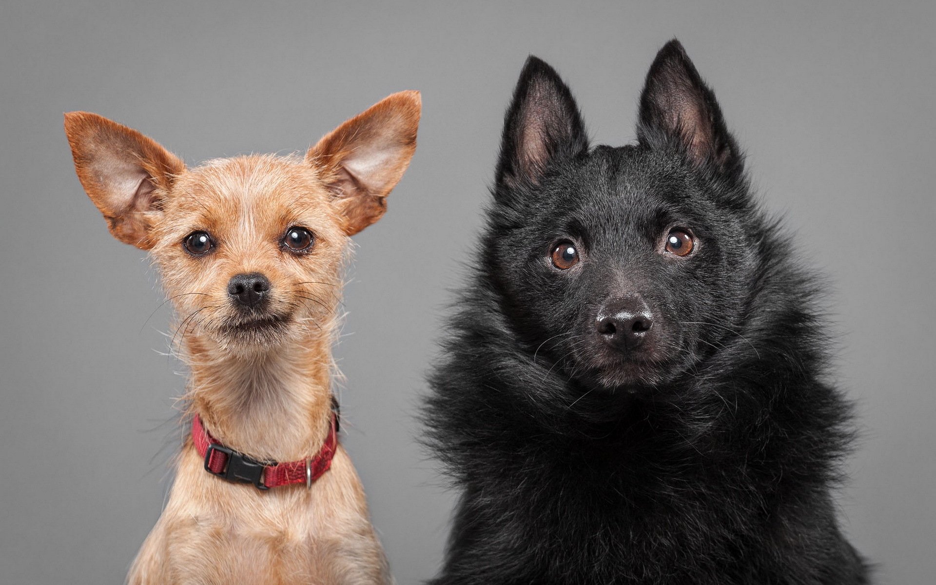 cani sguardo amici