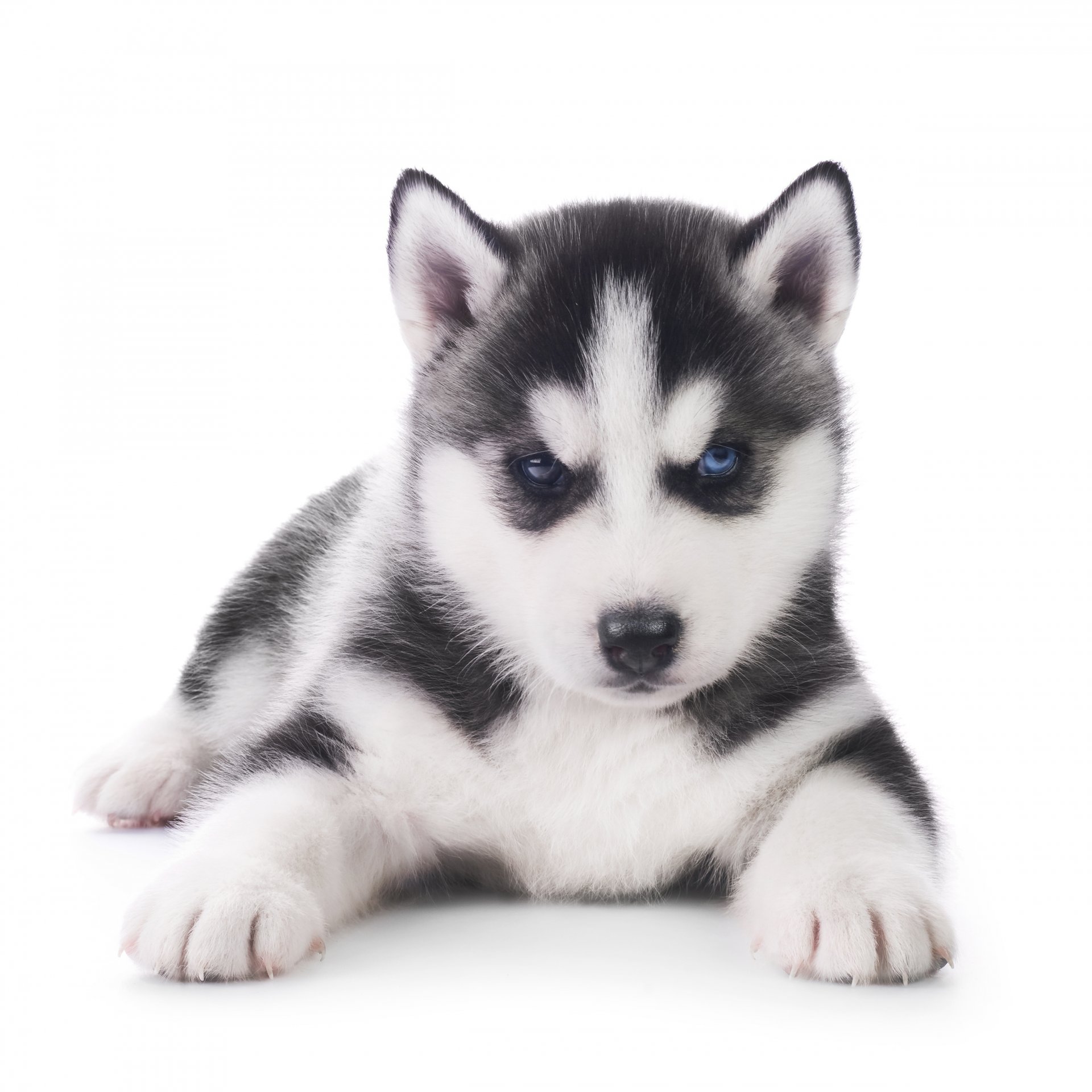 husky cucciolo cane