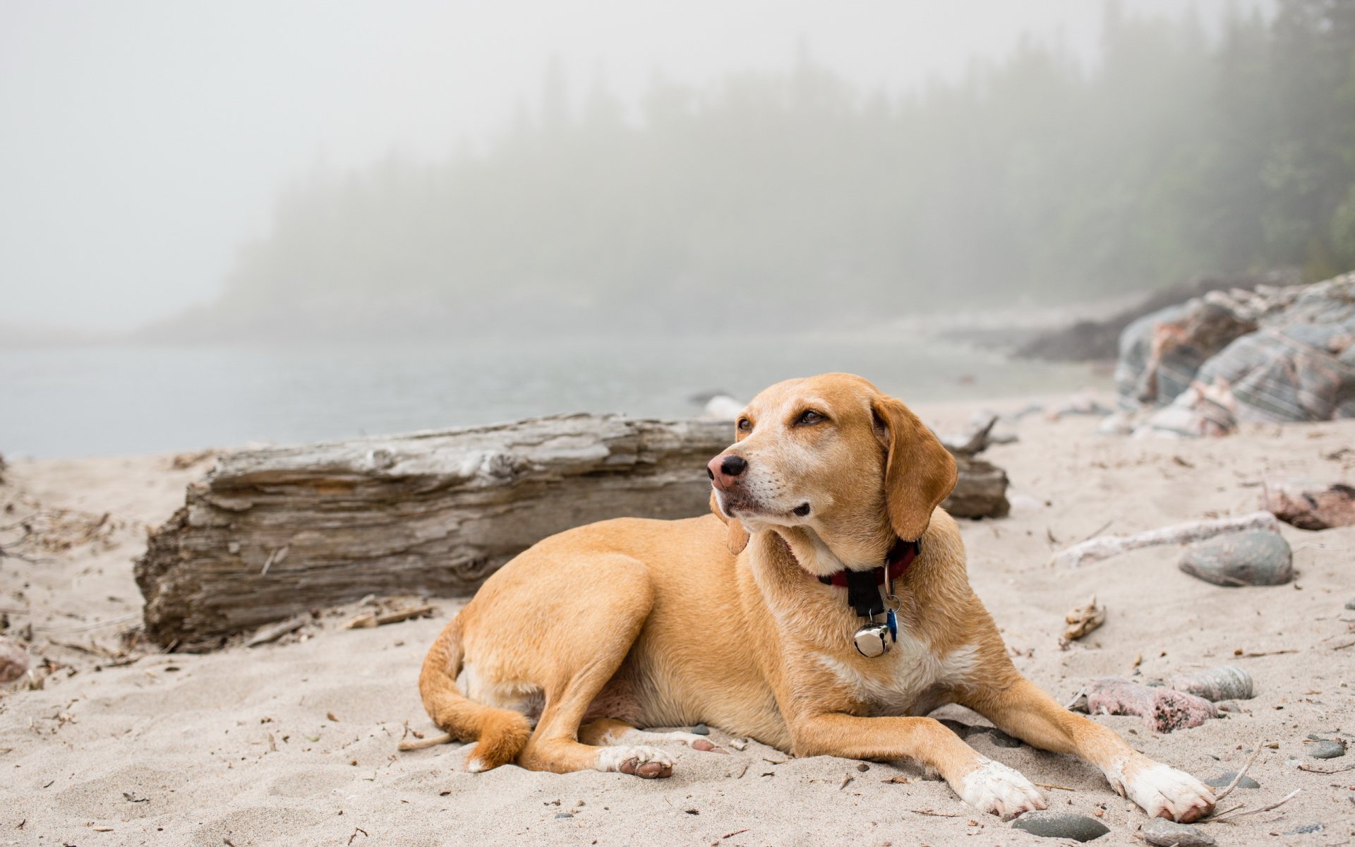 nebliger hund freund natur