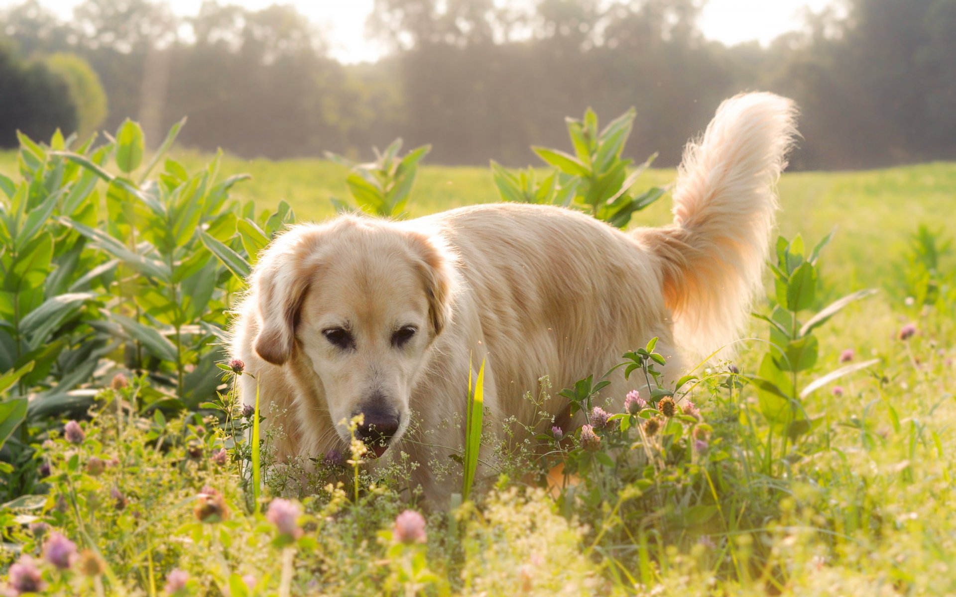 perro labrador campo flores luz