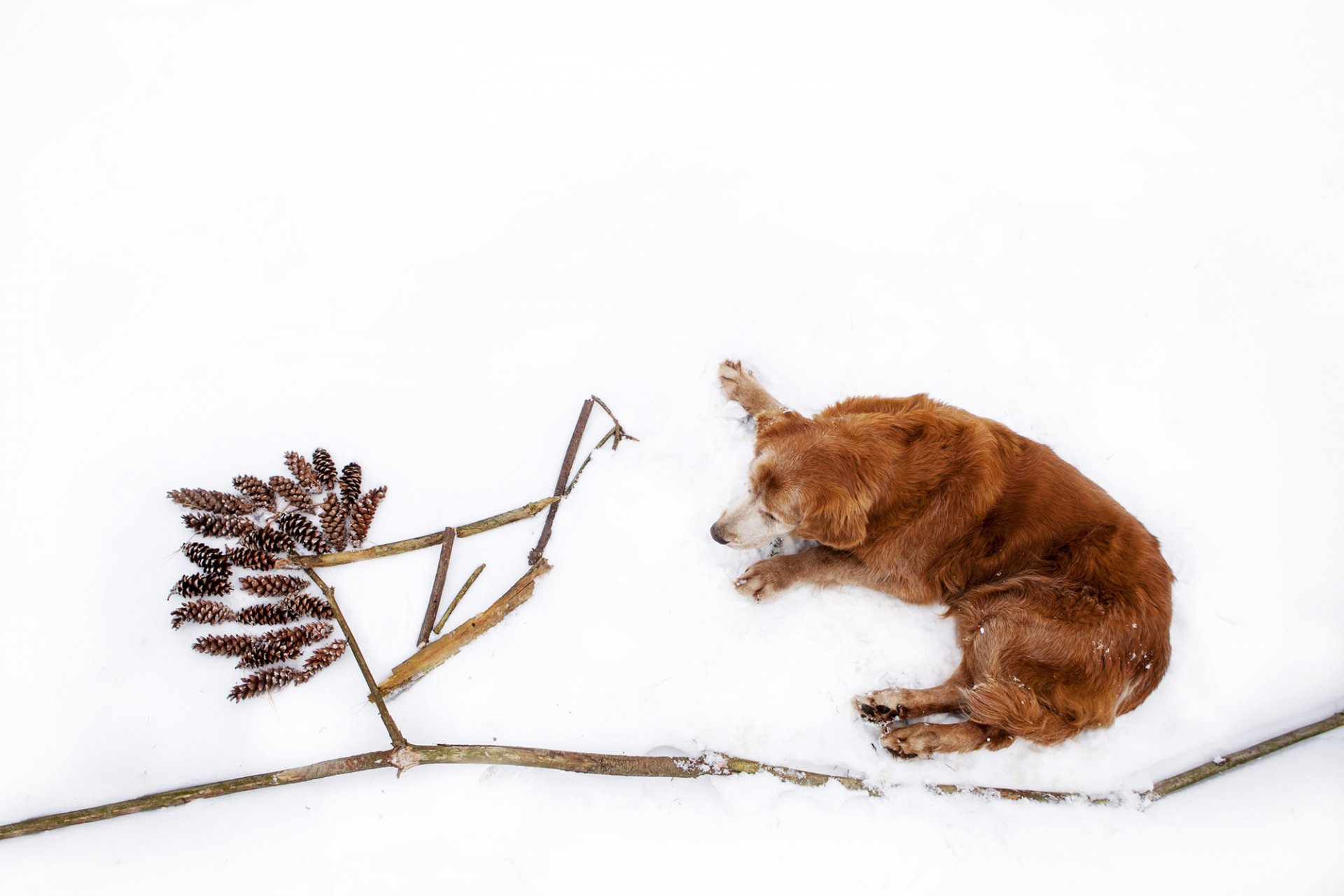 retriever złoty pies leży zima śnieg szyszki patyki gałązki natura