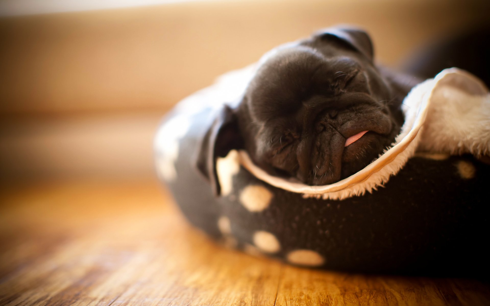 pug chiot langue dormir chien maisie