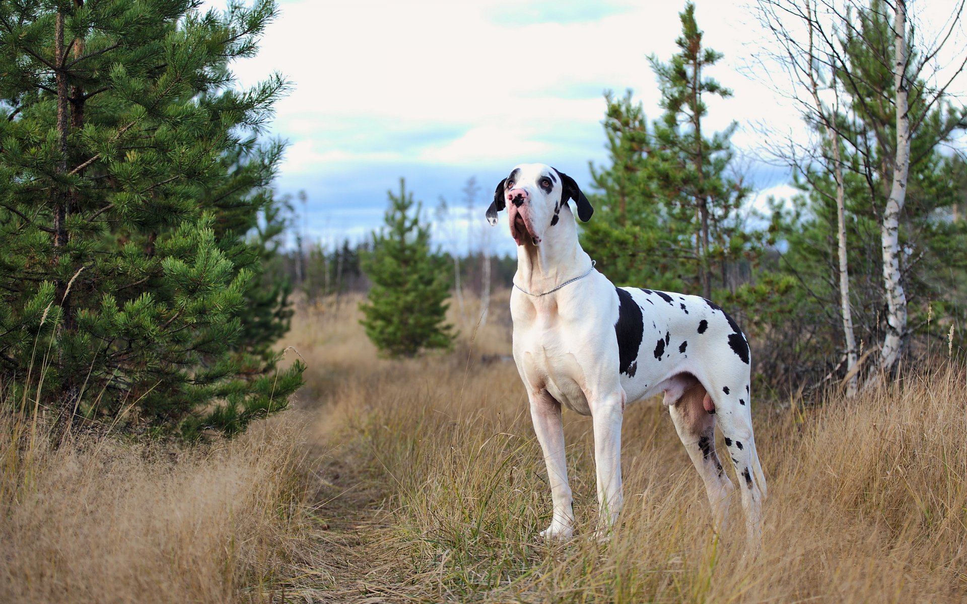 harlequin great dane dog other