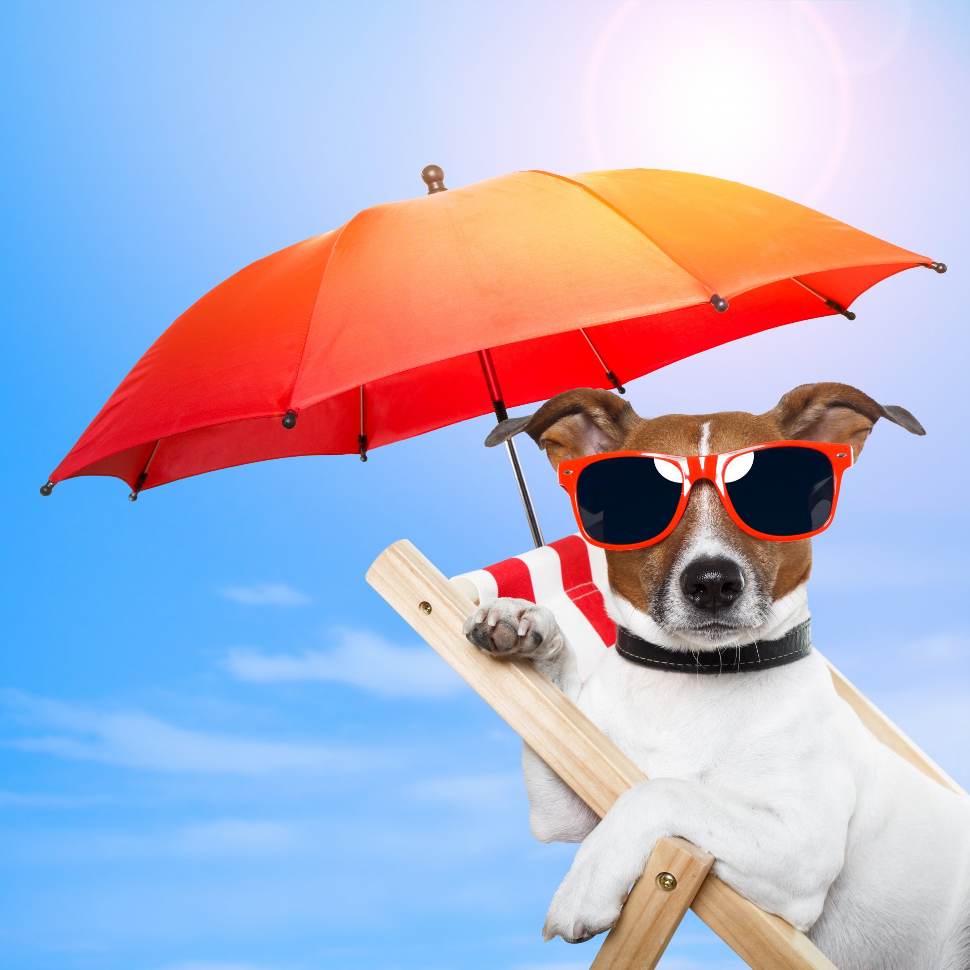 nature chair dog sunglasses umbrella sports glasses umbrellas rest