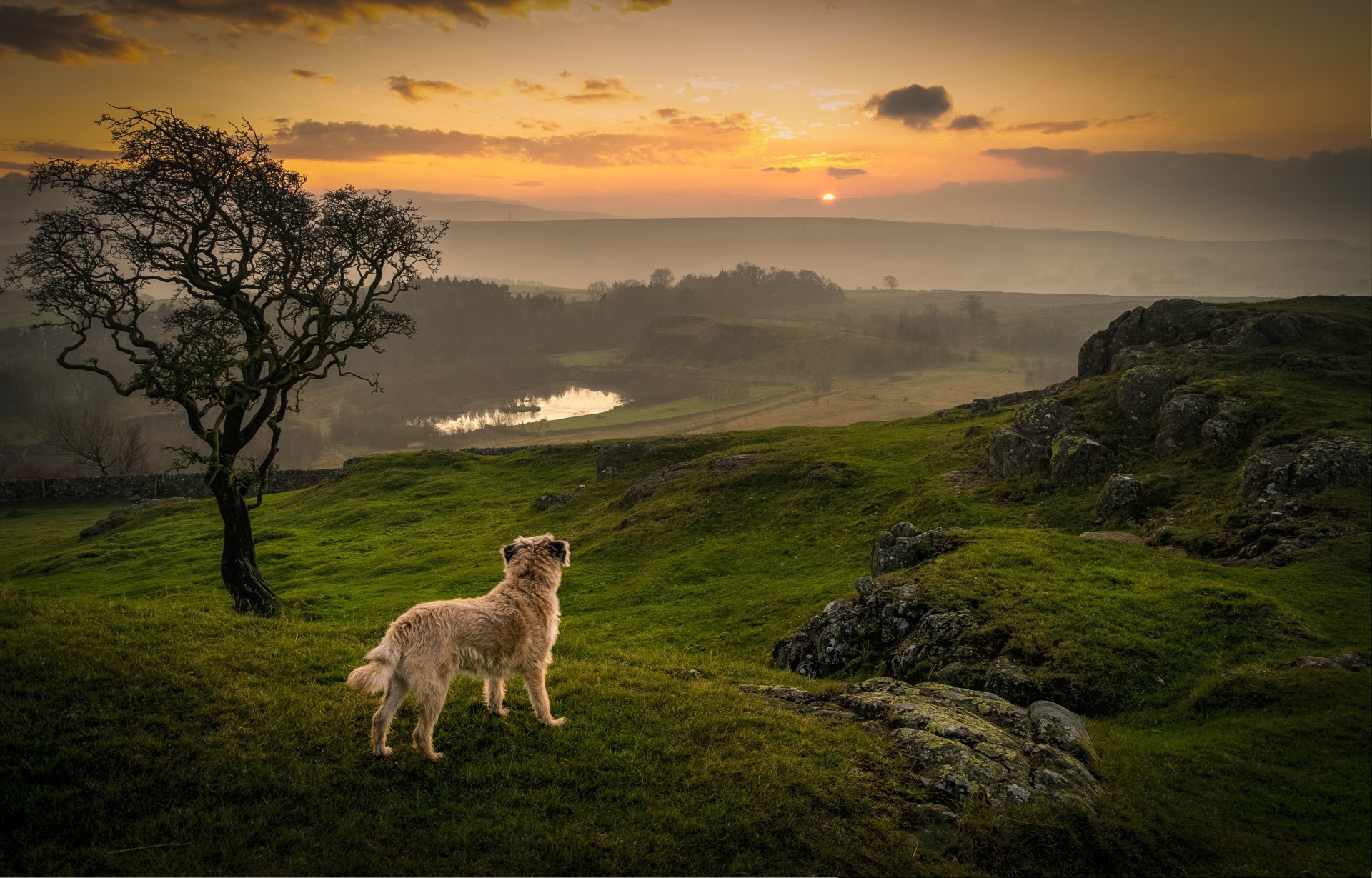 hund kontemplation sonnenuntergang see gras baum orangefarbener himmel