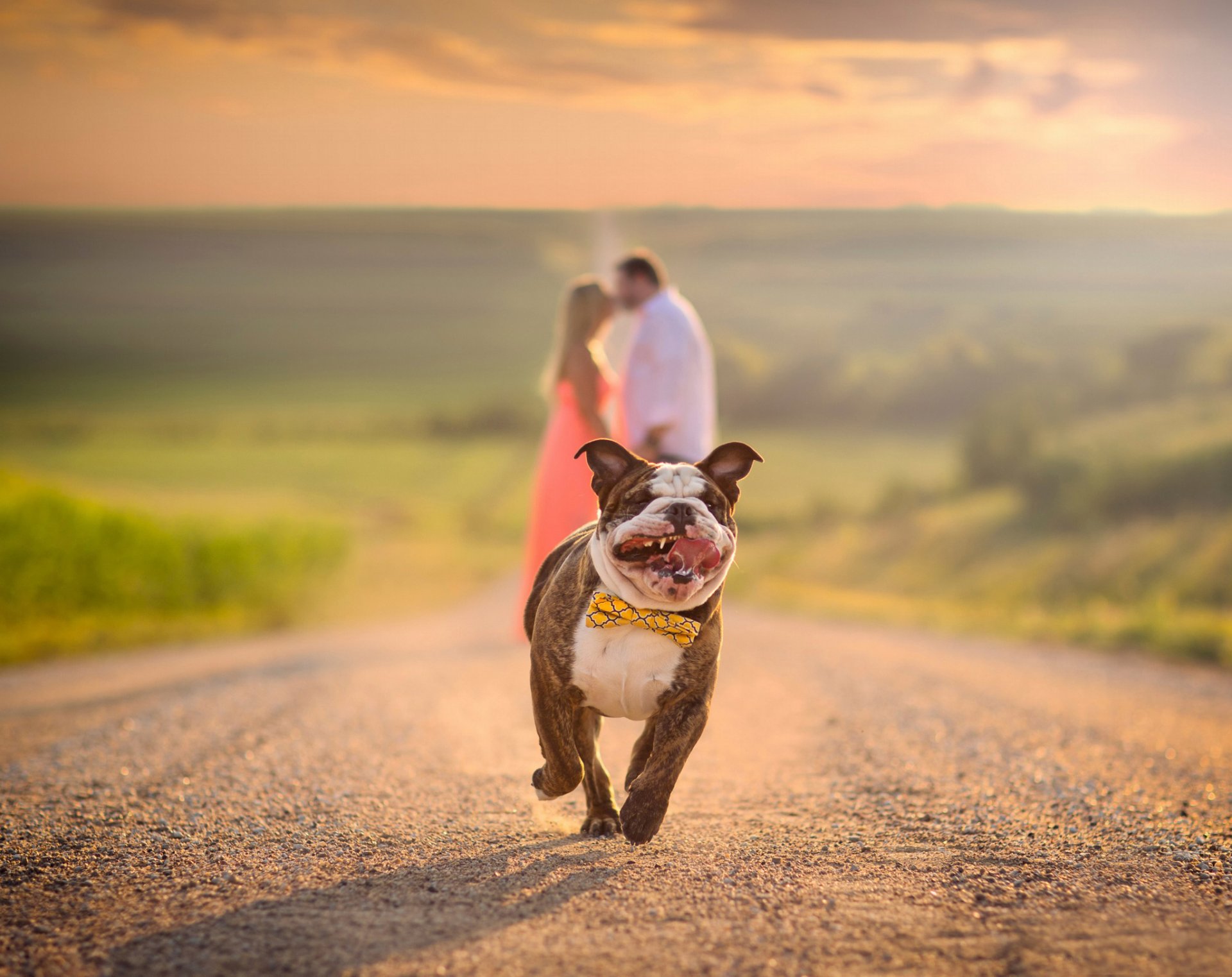 bouledogue course route couple