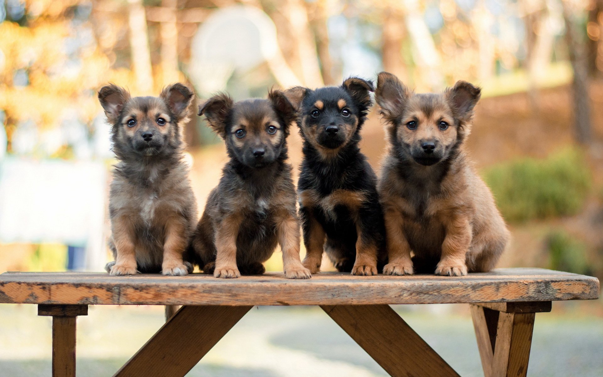 chiens chiots banc