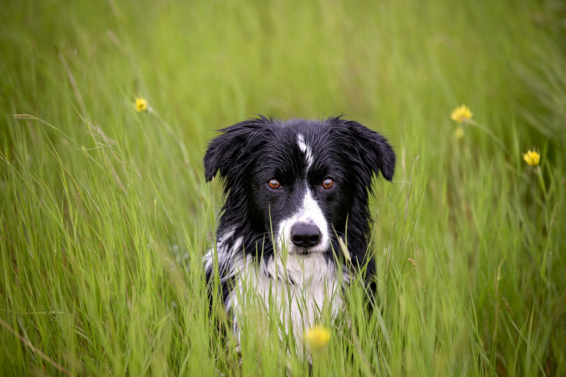 other view grass dog