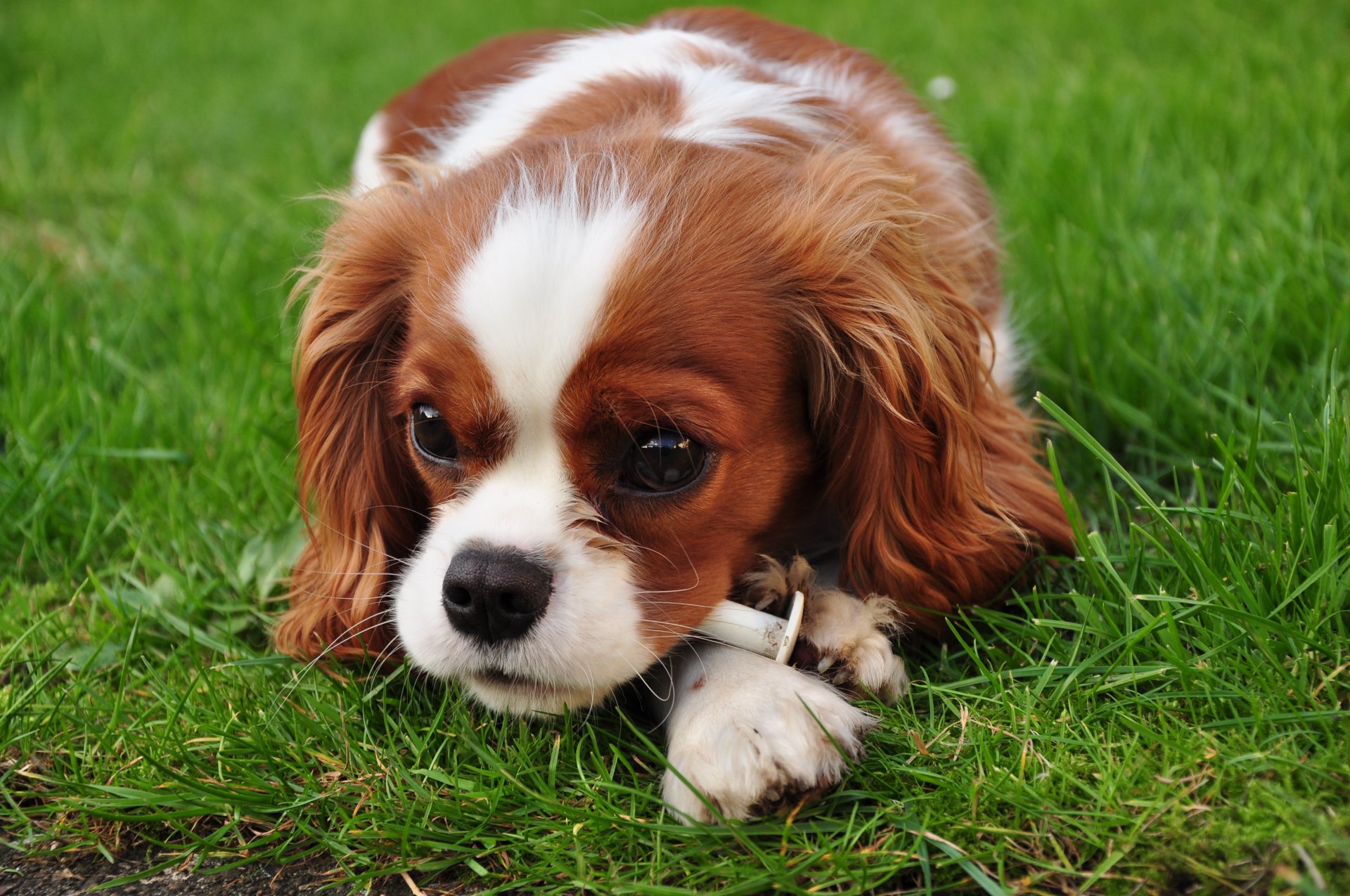 chiens chien chiot yeux herbe regard animaux king charles spaniel