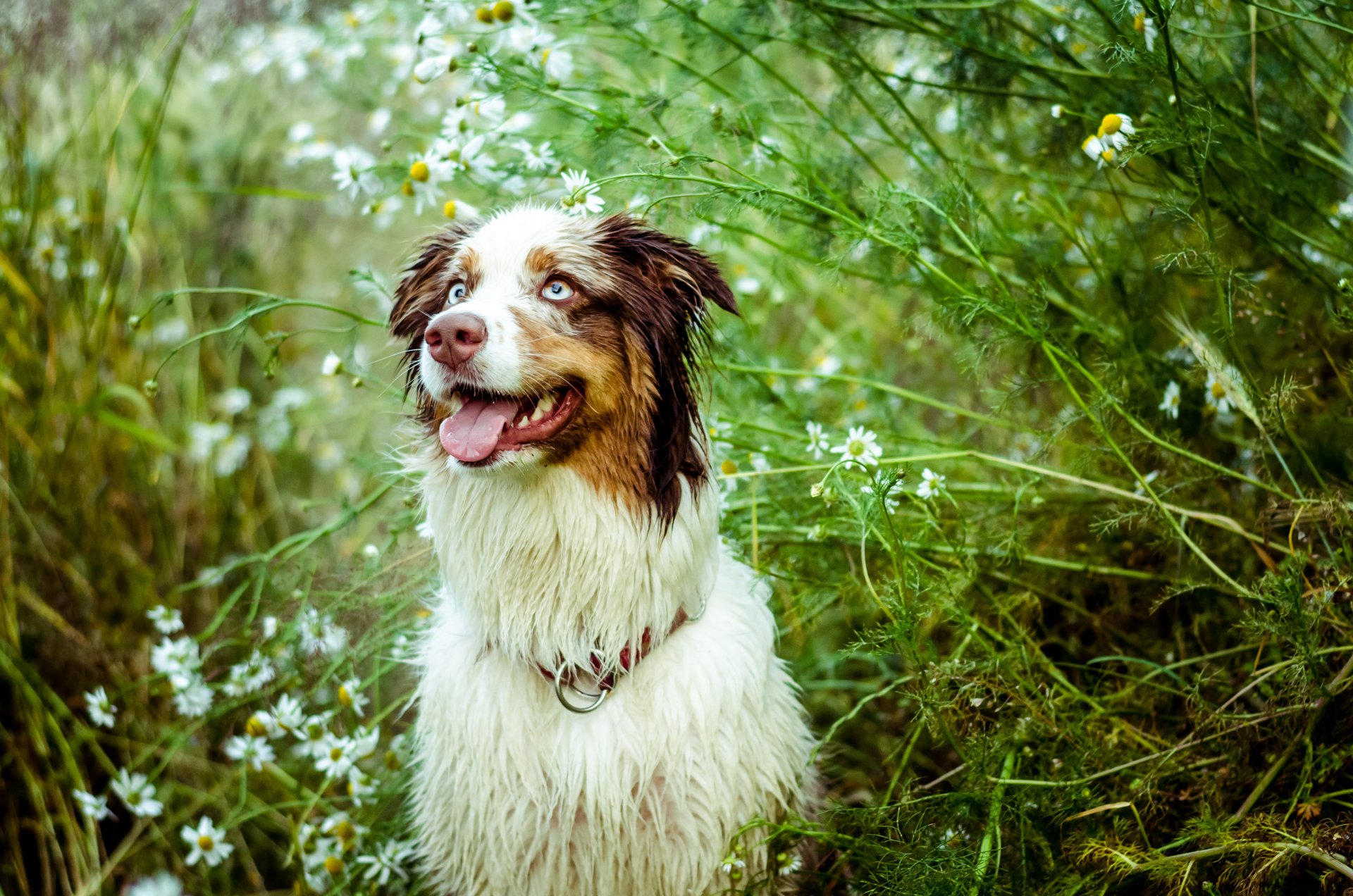 chien berger australien vue langue buissons marguerites nature